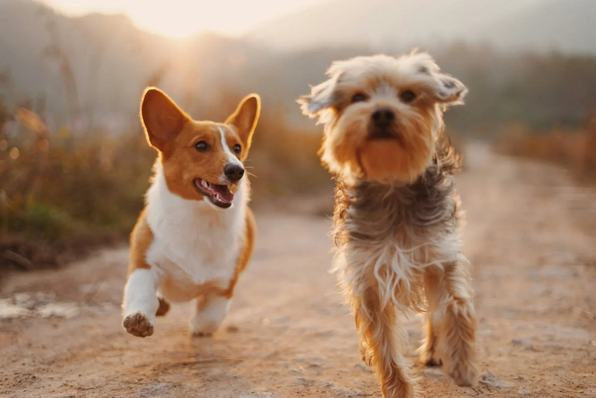 A corgi and a small terrier running together on a sunny dirt path