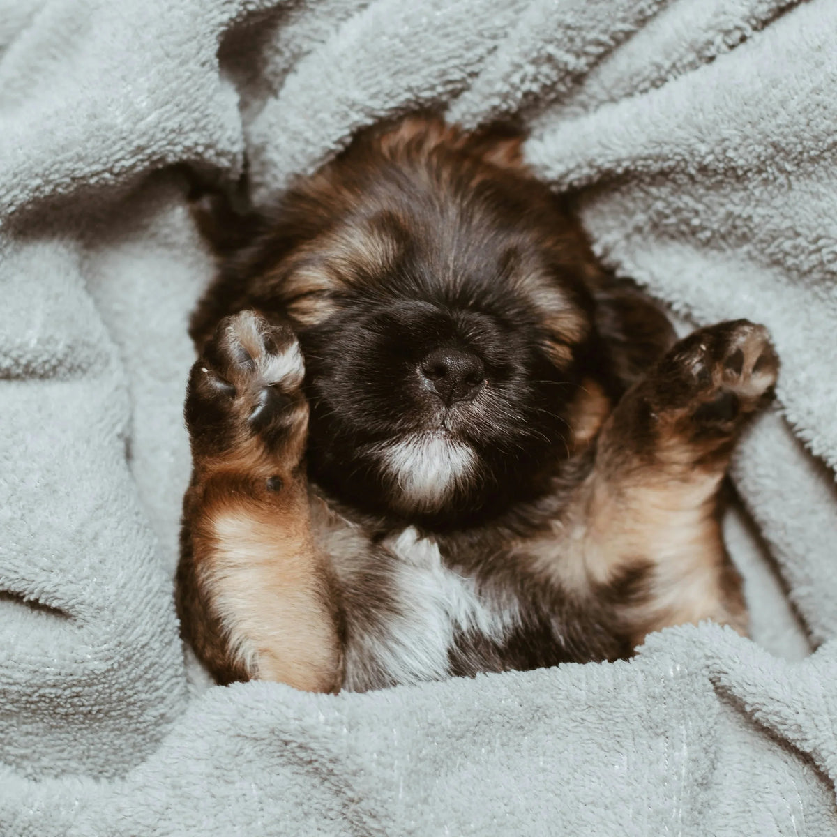 Fluffy puppy lying on its back on a soft gray blanket