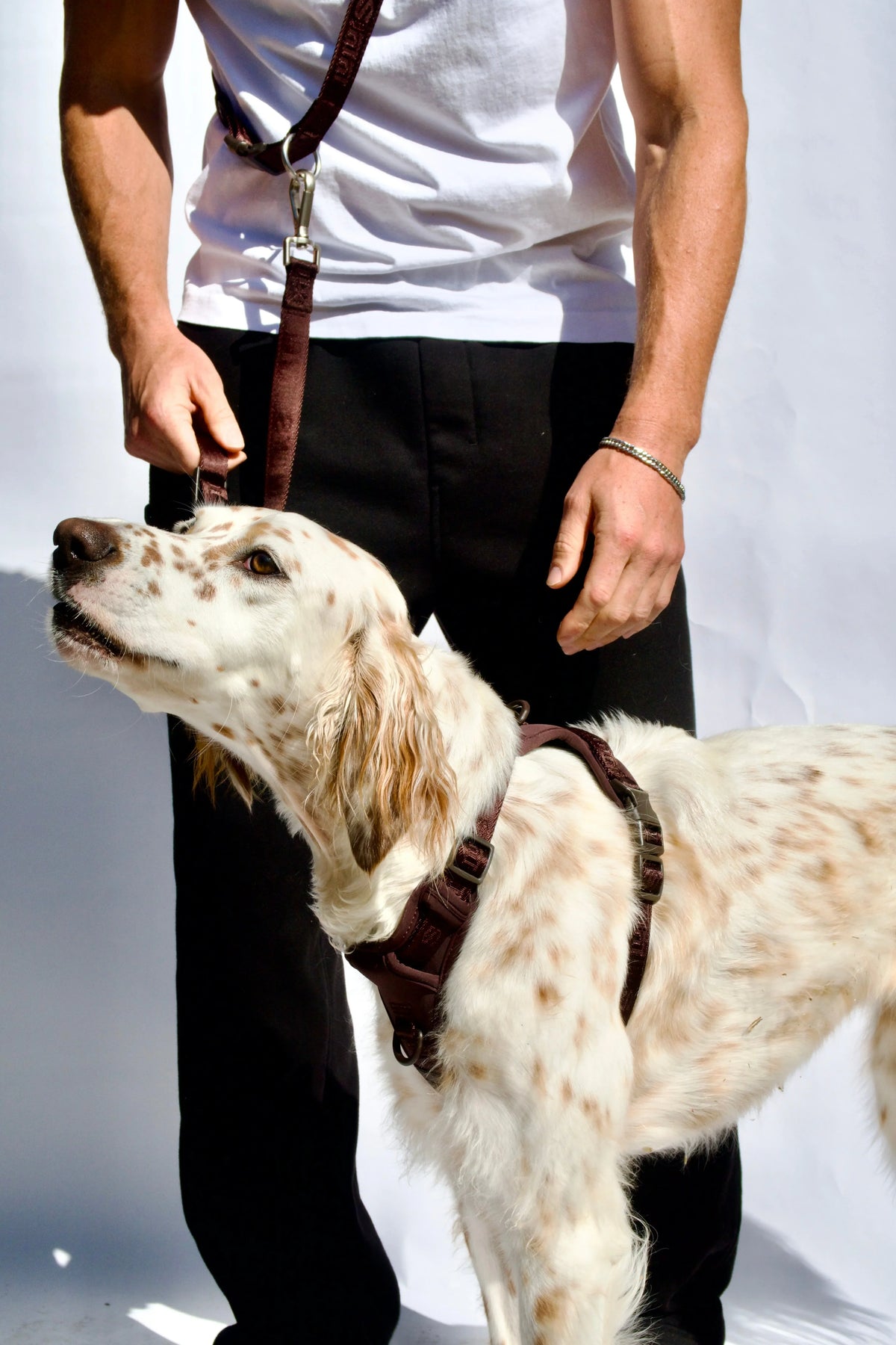 Man walking a spotted setter in an Espresso Brown Lulu's from Cali harness and matching leash