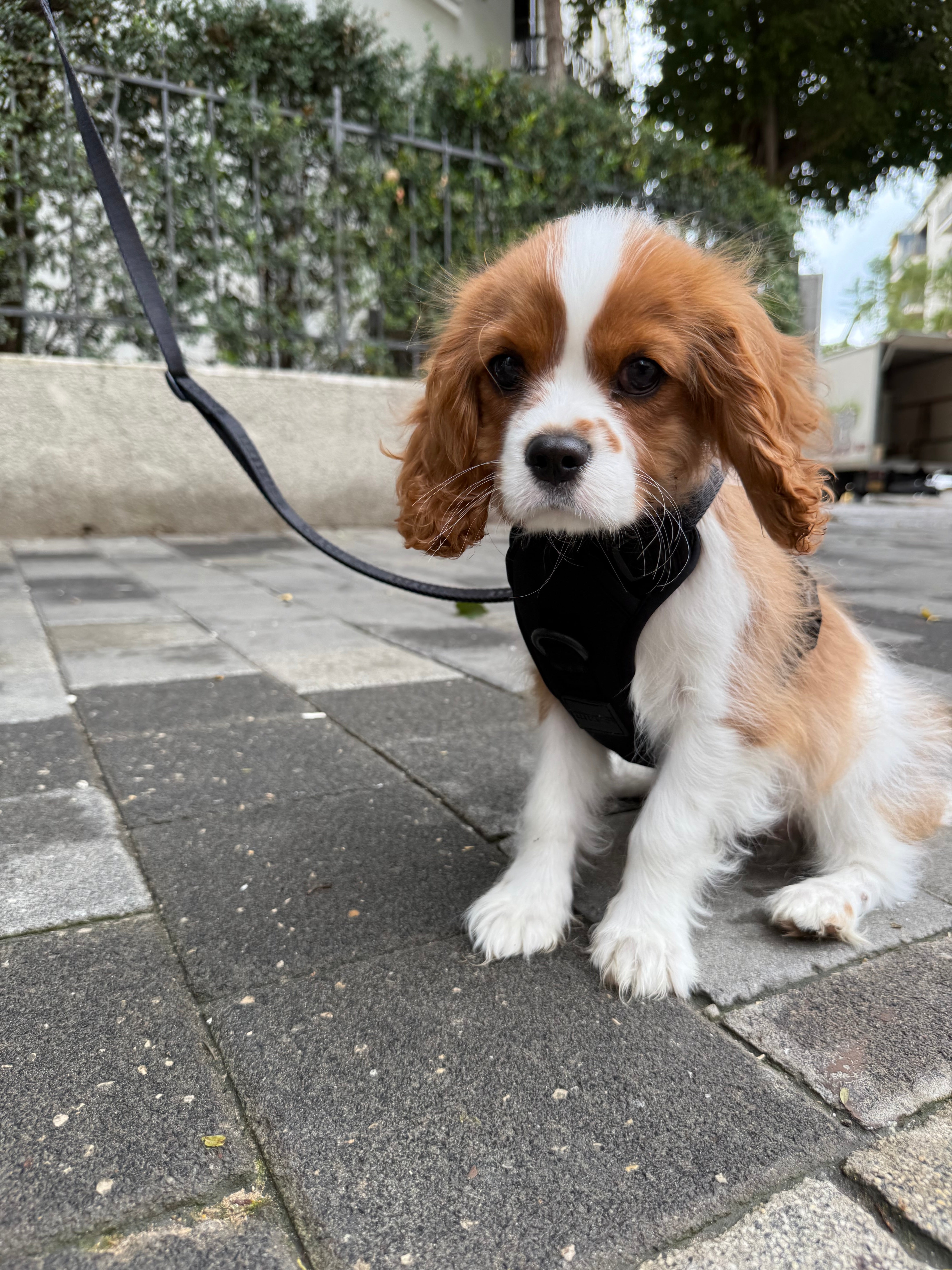 Hands-Free Dog Walking Collar – Thin (Black Only)