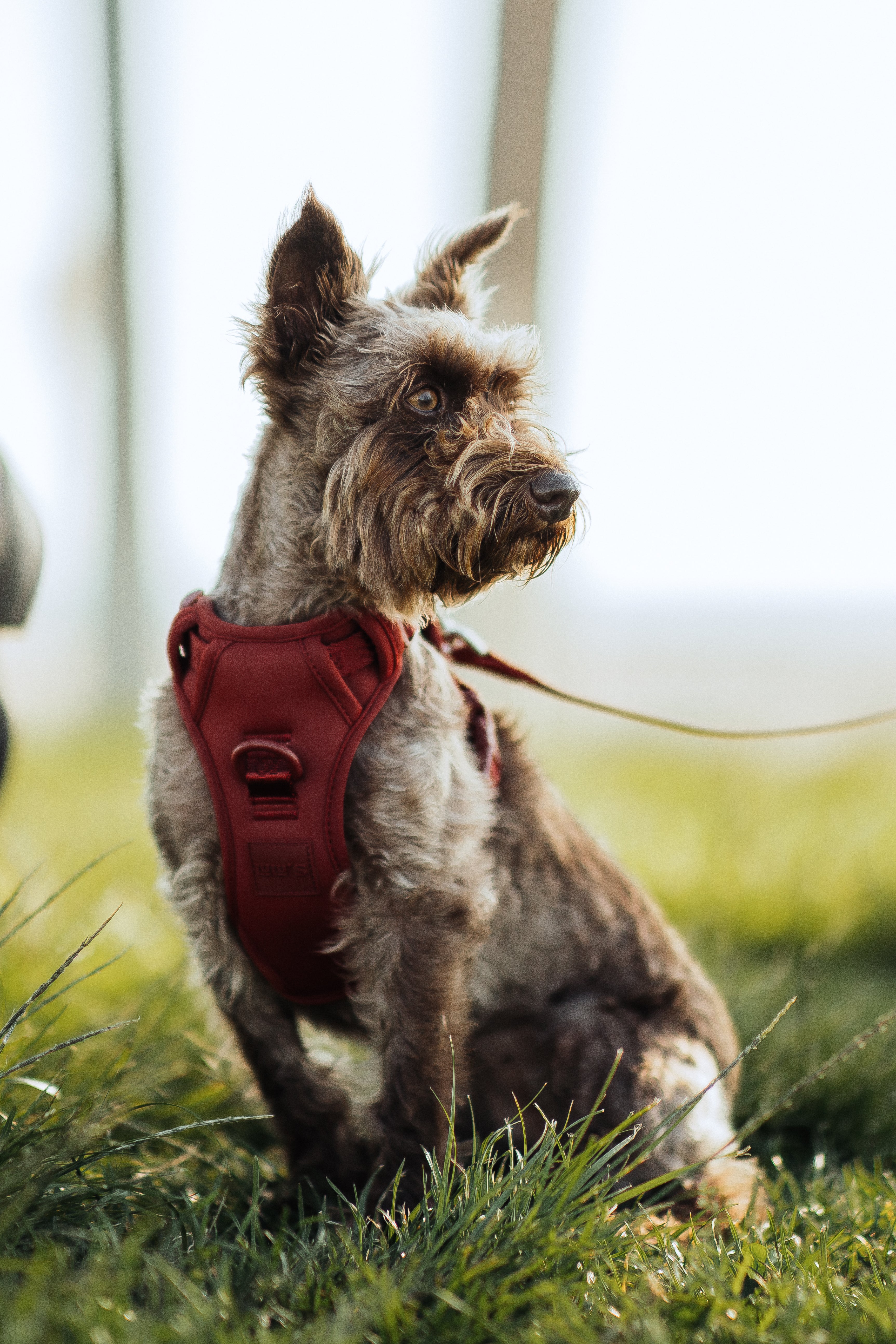 Dog wearing a red harness sitting on grass with a blurred background