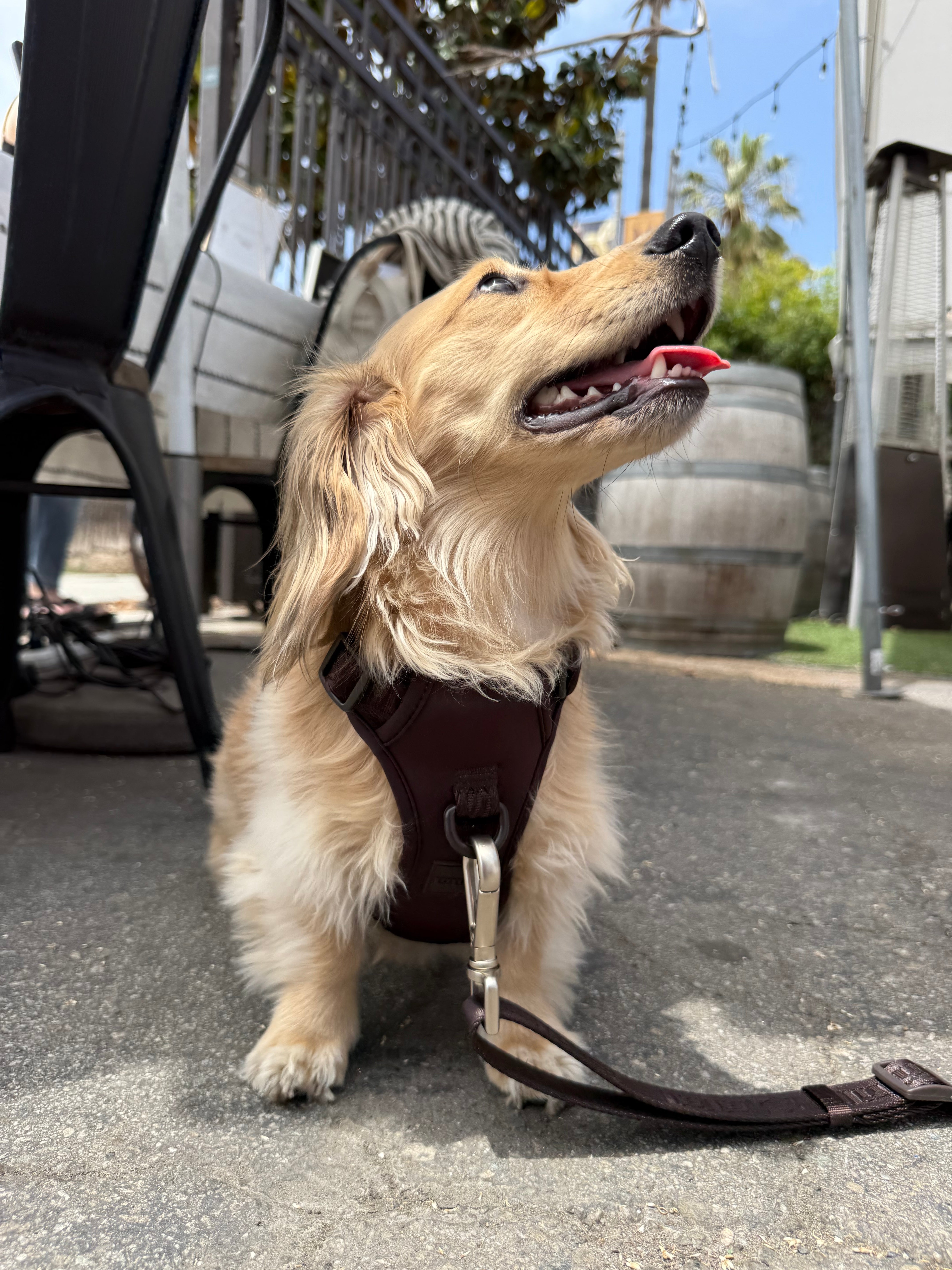 Belt and Leash set - Choose Thick or Thin set