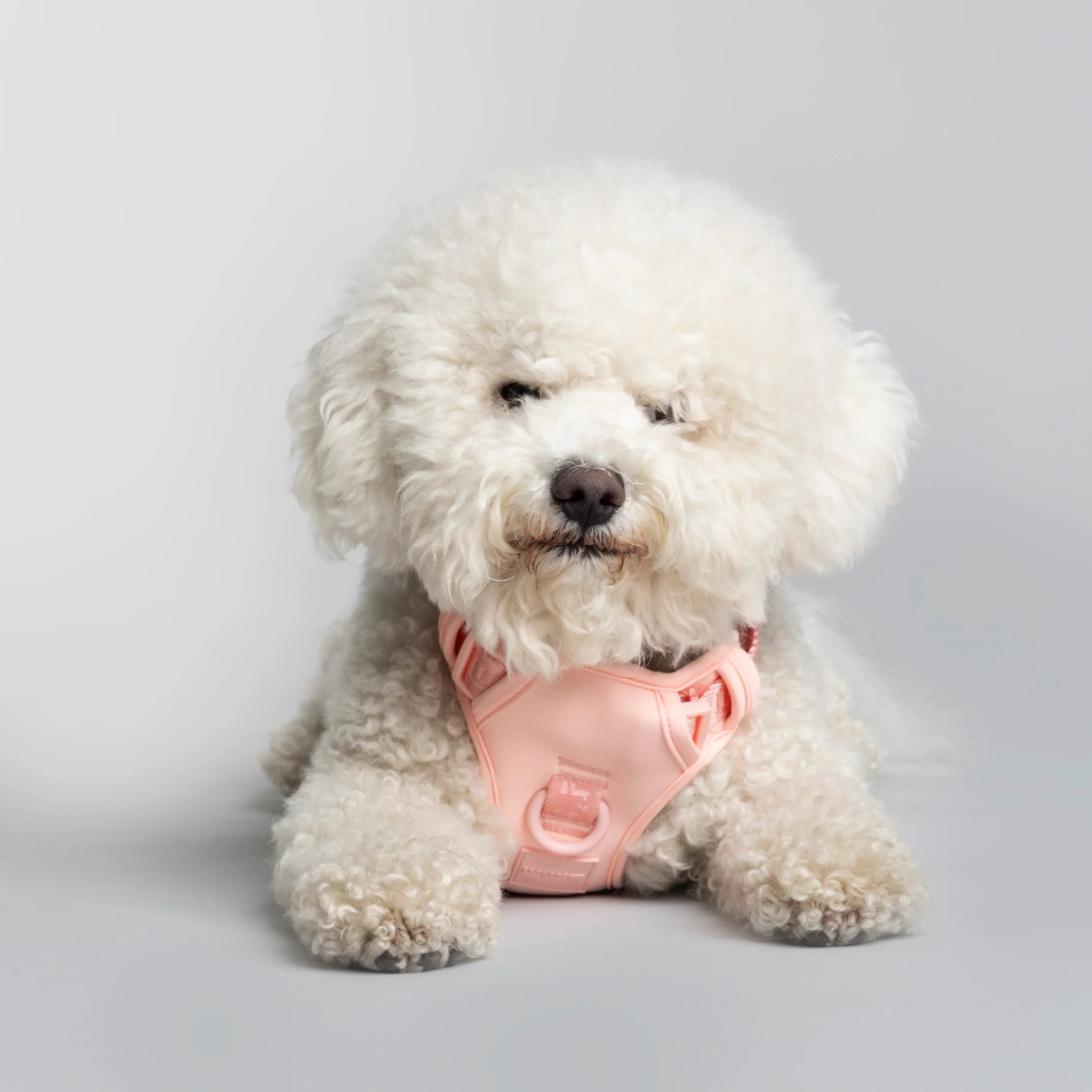 dog and cat harness.