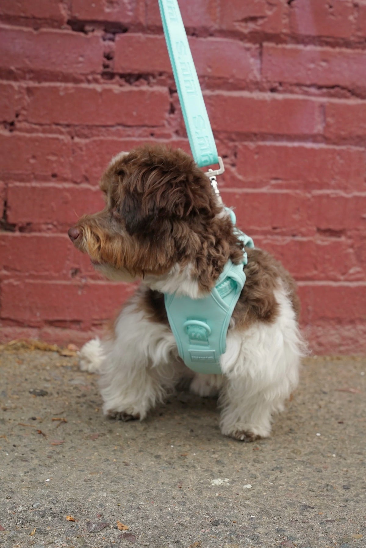 Curly brown and white dog in a Cali Blue Lulu's from Cali harness and leash