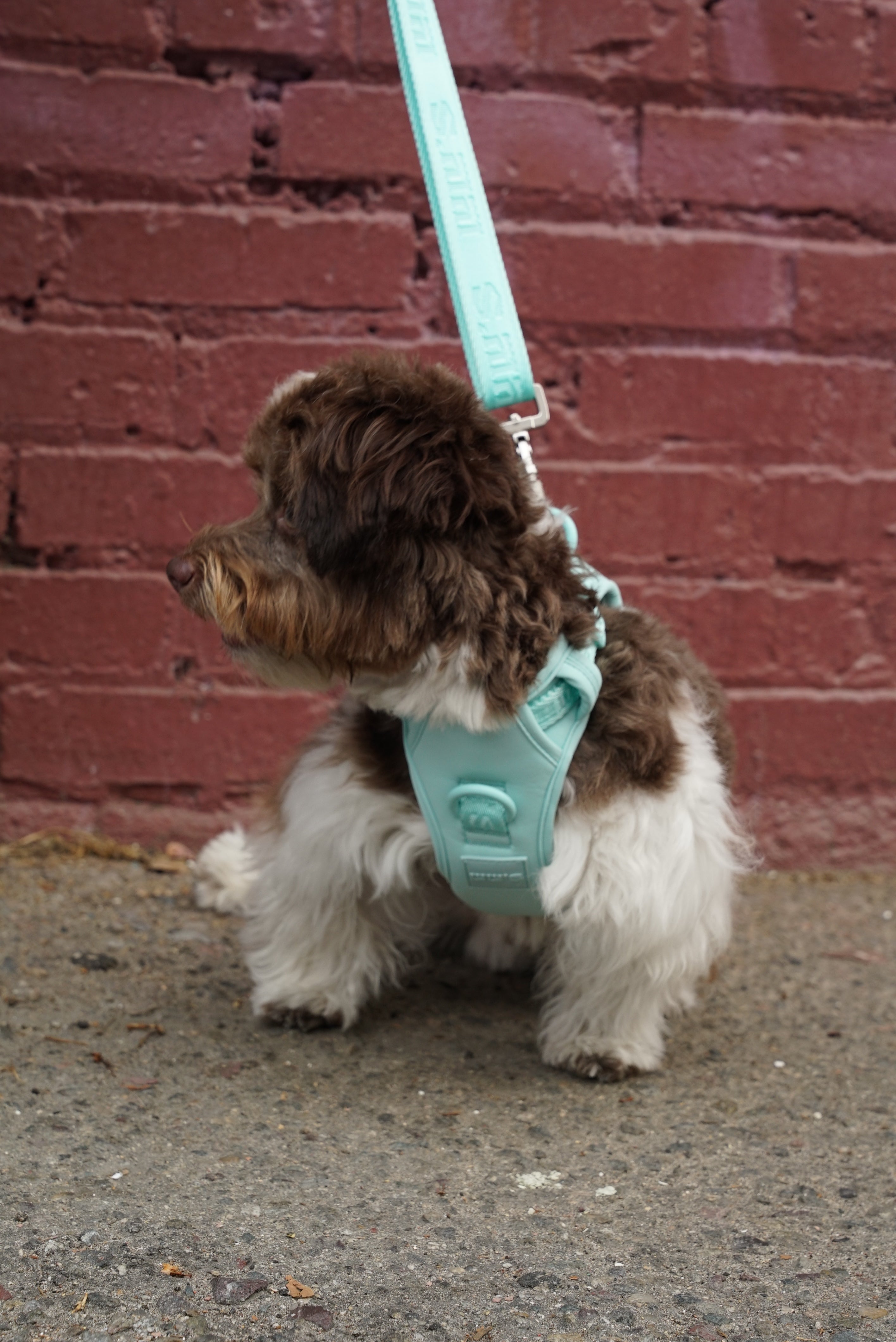 fluffy dog with a curly coat that has a mix of brown and white fur. The dog is facing to the left and is wearing a Cali Blue harness, known as Lulu's Cali Blue harness. The harness fits snugly around the dog's body, and the attached leash is also visible in the same Cali Blue color. The background consists of a red brick wall and a concrete sidewalk. The dog appears to be alert and attentive, with its head turned slightly to the side
