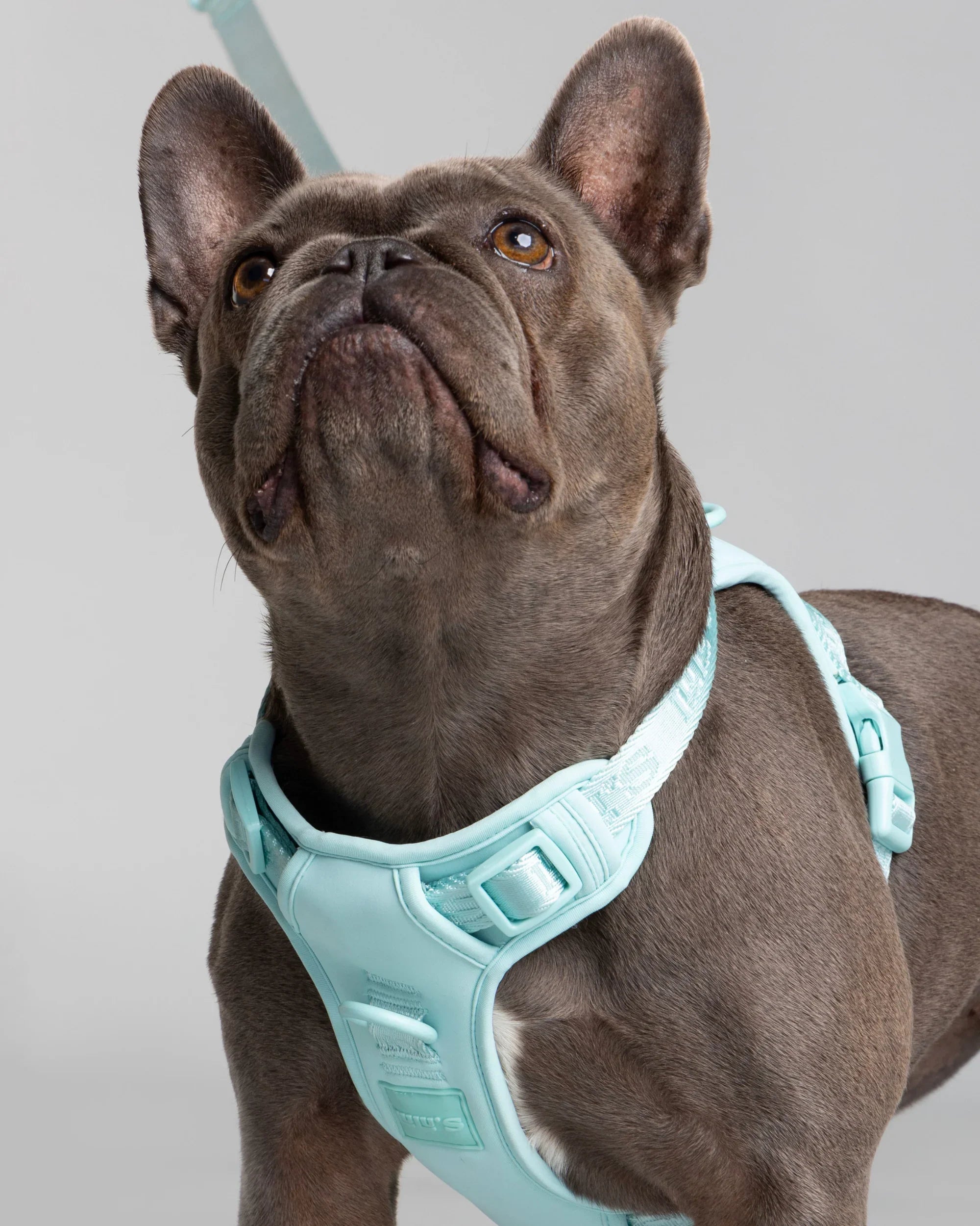 dog and cat harness.