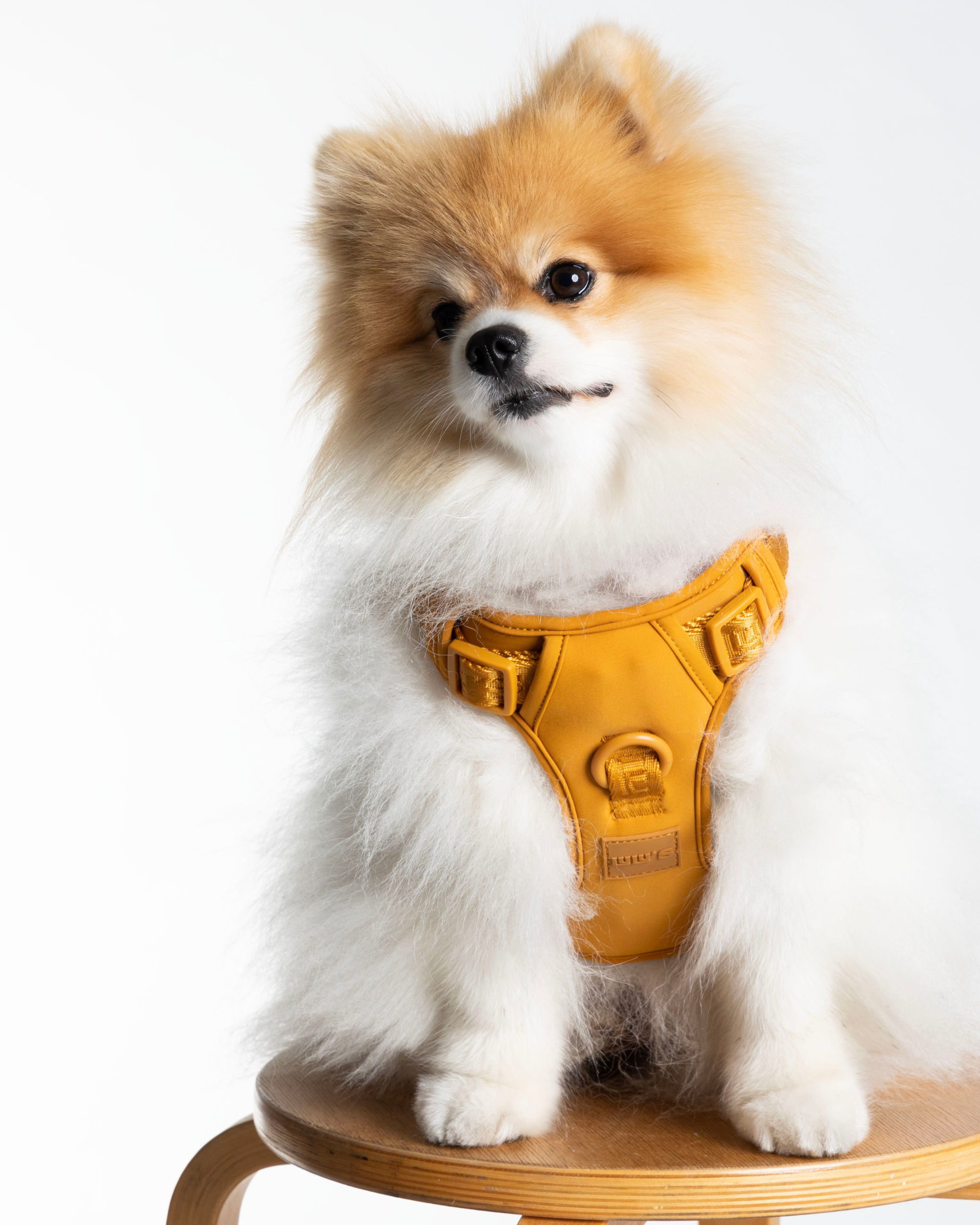 Pomeranian wearing a Sunburnt Orange dog harness, sitting on a wooden stool against a white background.