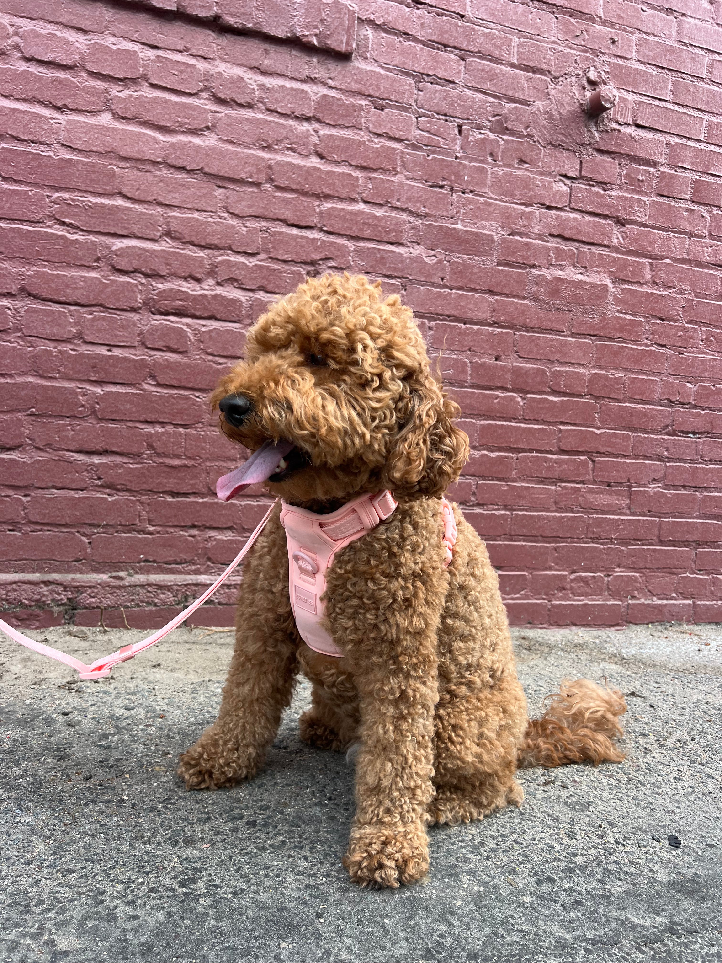 Curly brown doodle dog sitting on a city sidewalk in front of a pink brick wall, wearing a blush pink harness and matching leash from Lulu’s from Cali.