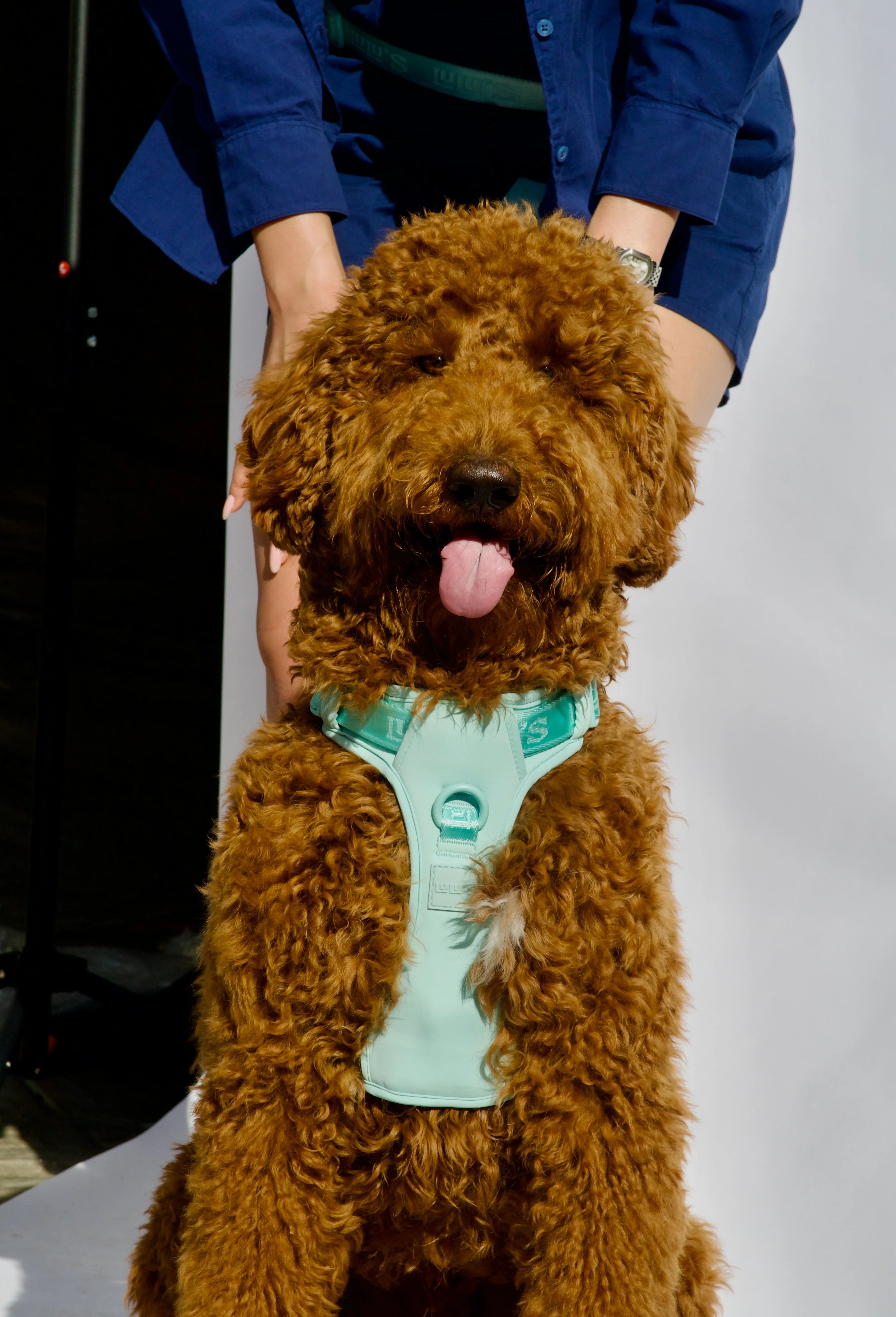 Dog Harness