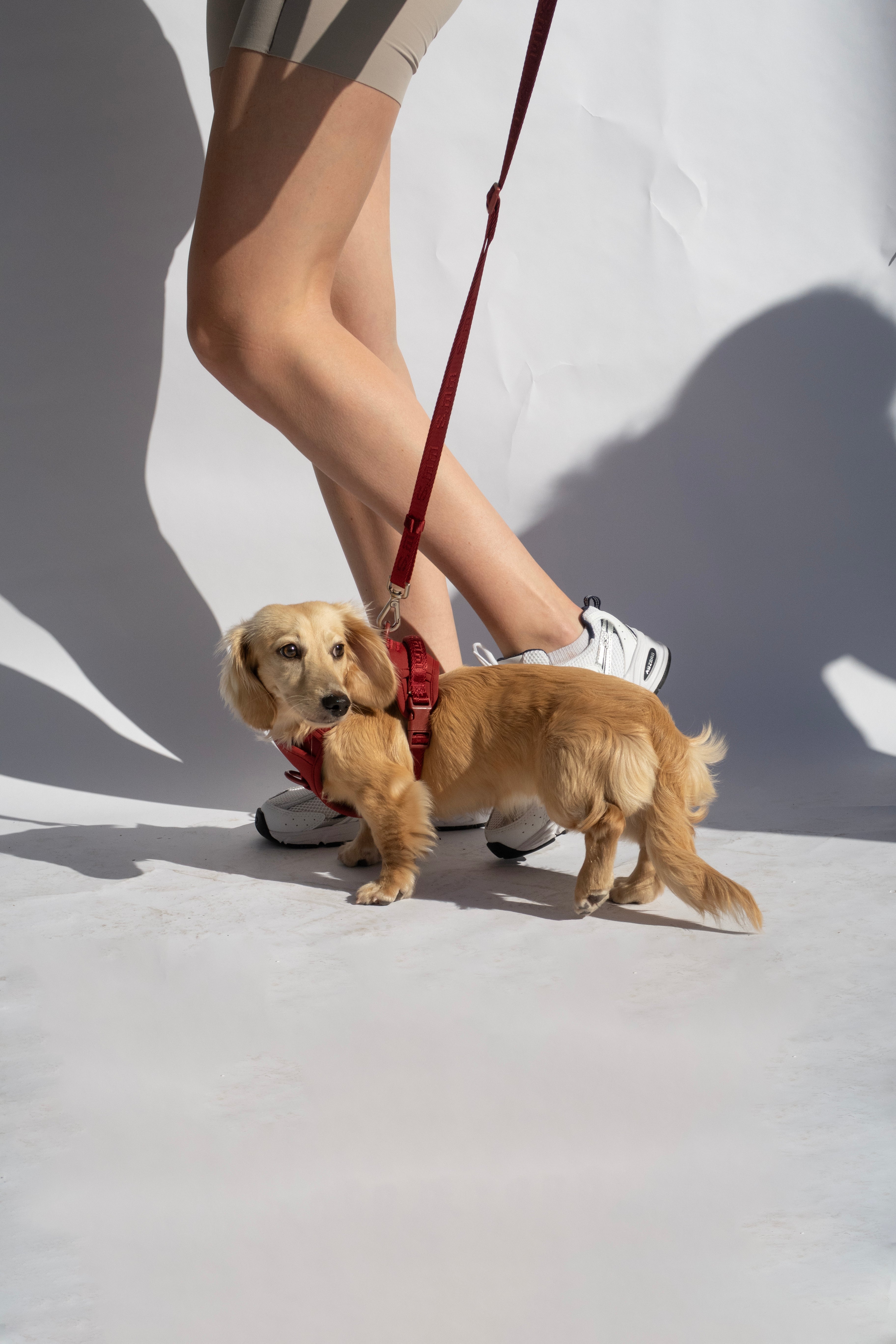 Belt and Leash set - Choose Thick or Thin set