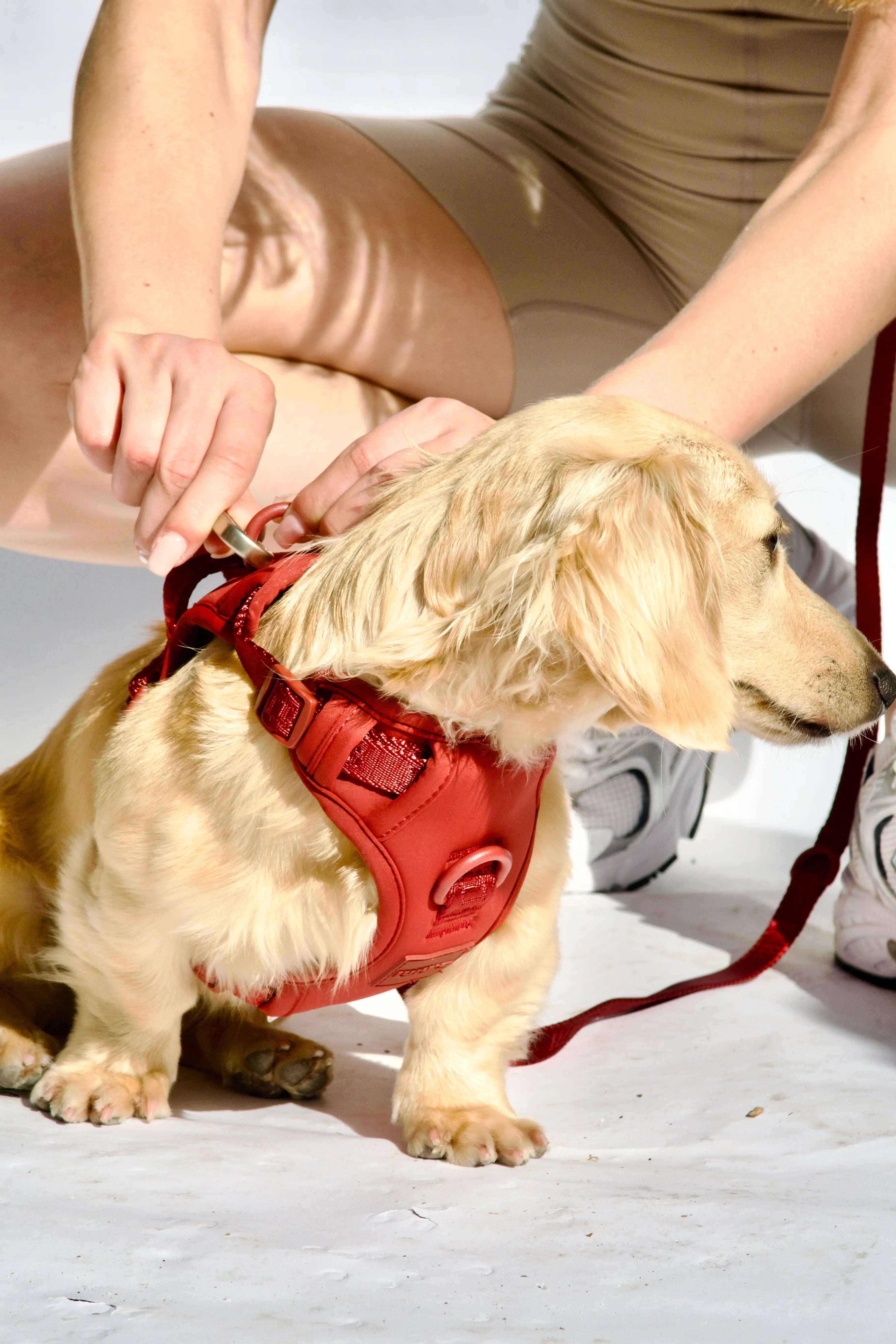 Belt and Leash set - Choose Thick or Thin set