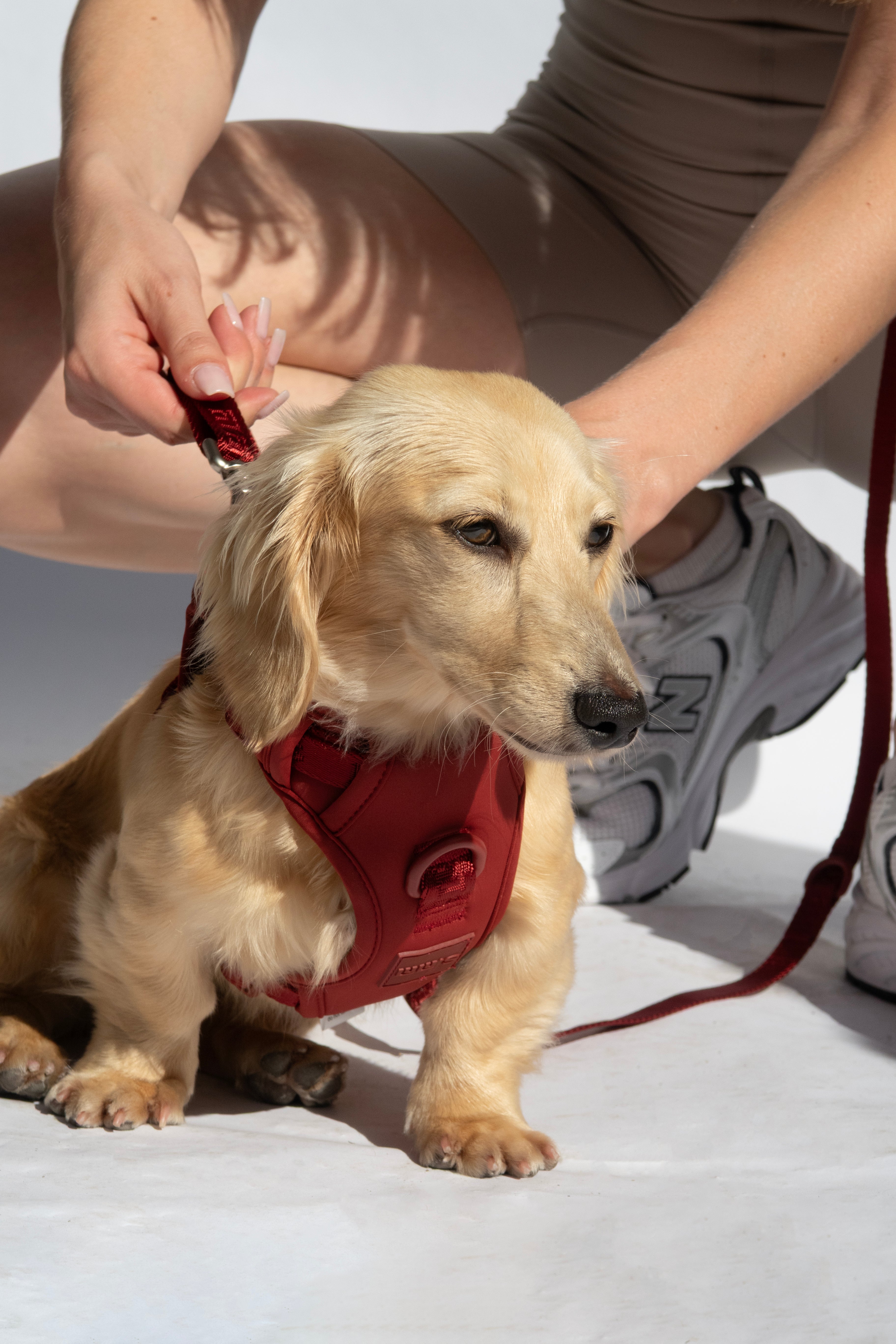 Belt and Leash set