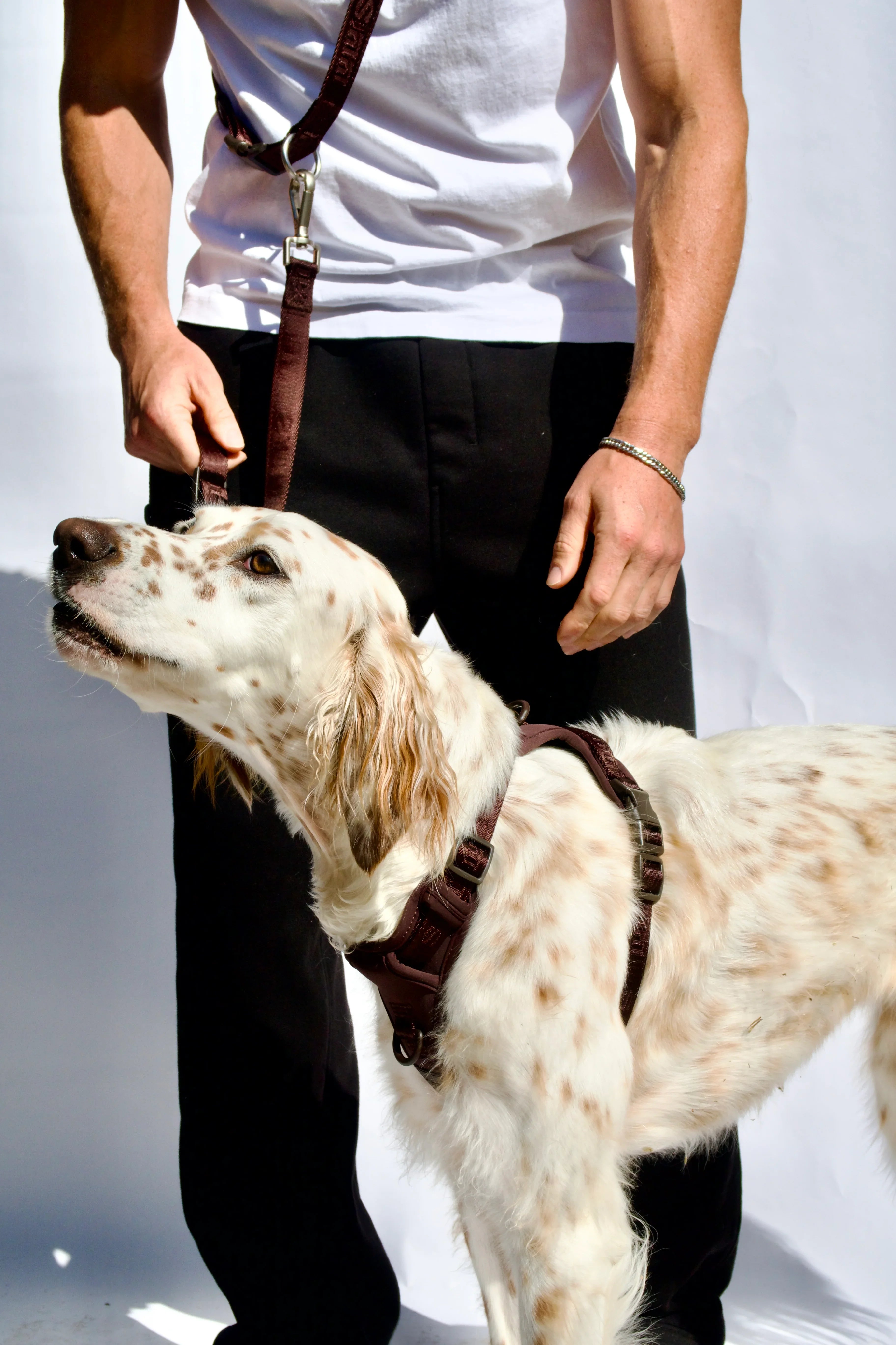 Person wearing a white shirt and black pants, holding a dog with an Espresso Brown Lulu’s from Cali harness and a matching Espresso Brown leash worn crossbody.