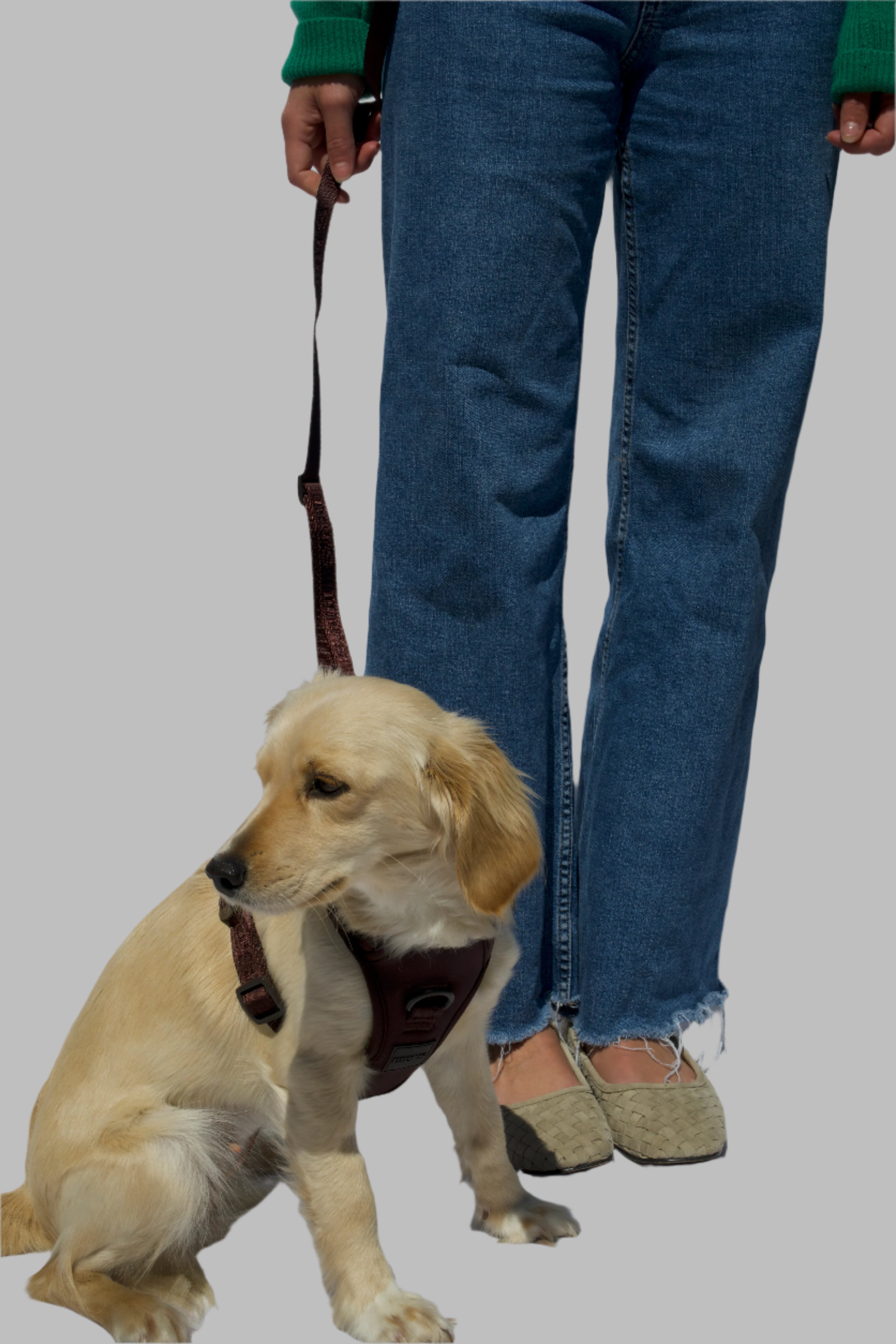 hands-free walking collar bundle (thin leash)