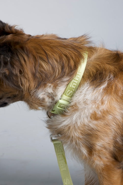 collar.
