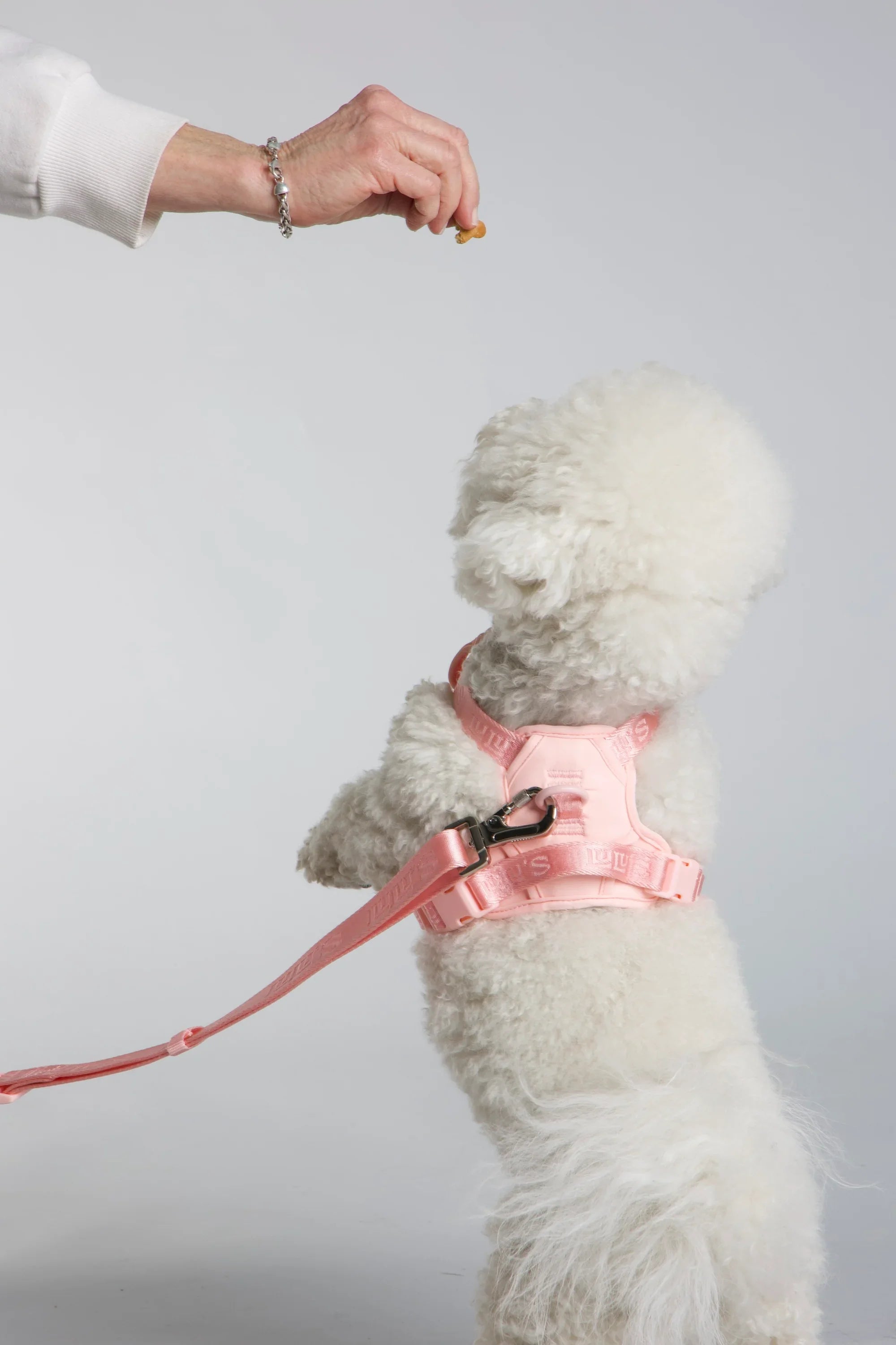 dog and cat harness.