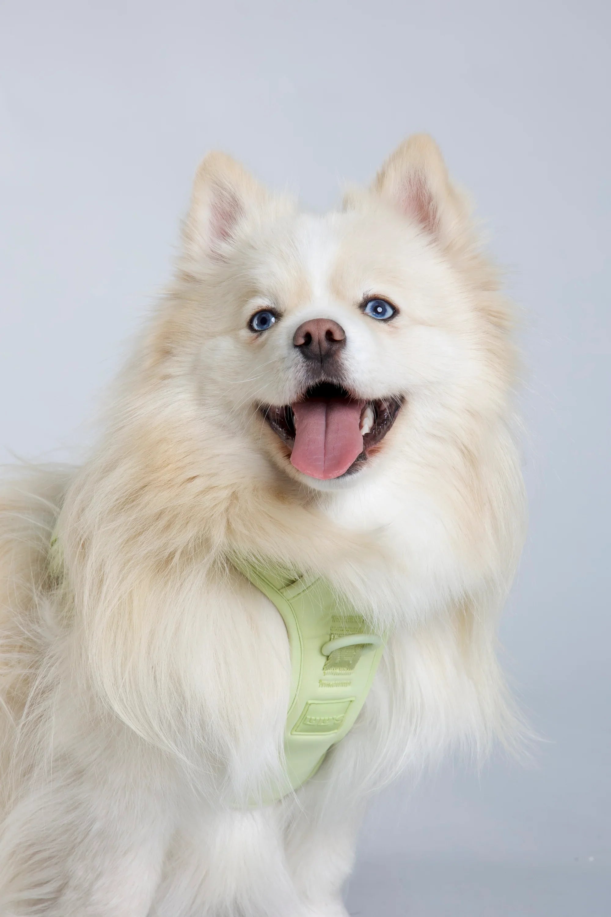 dog and cat harness.