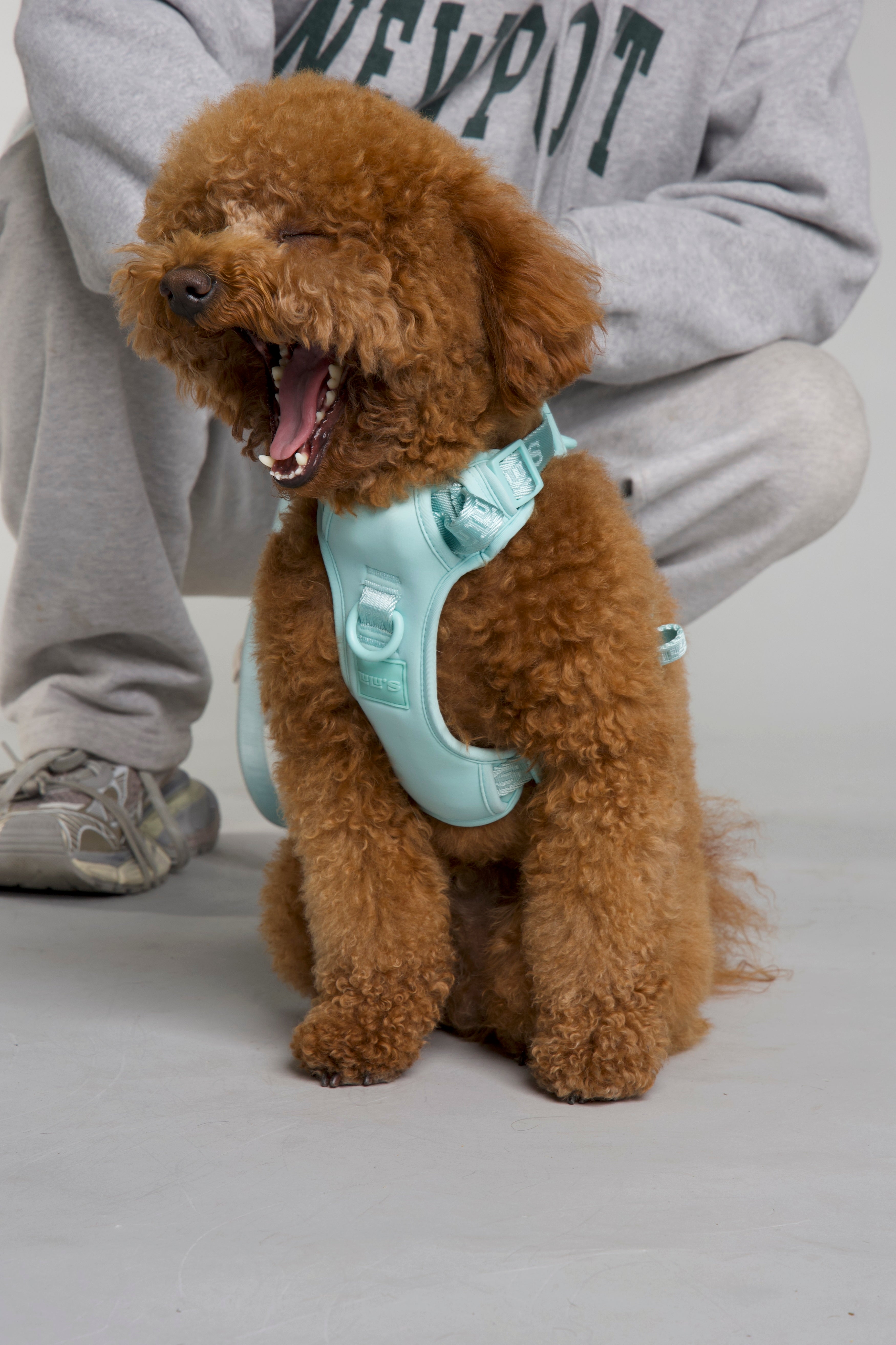 Dog Harness