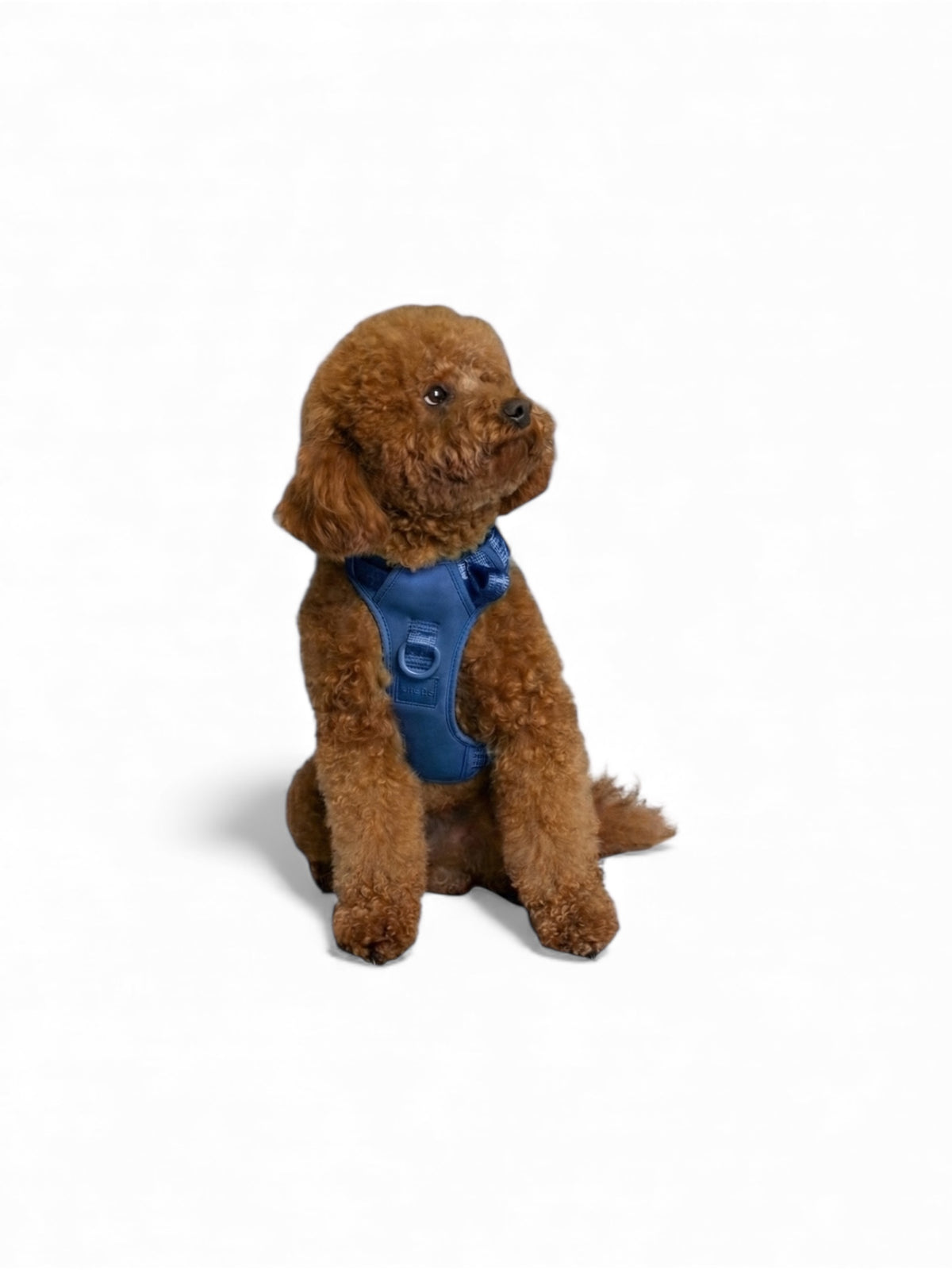 Small brown dog wearing a Blueberry Blue Lulu’s from Cali adjustable dog, showcasing the comfortable fit, adjustable straps, and breathable design.harness.