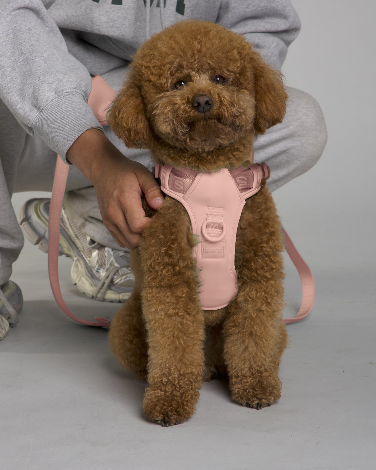 Lulu the poodle wearing the Blush Pink LULU’S from Cali dog harness with matching leash and pouch
