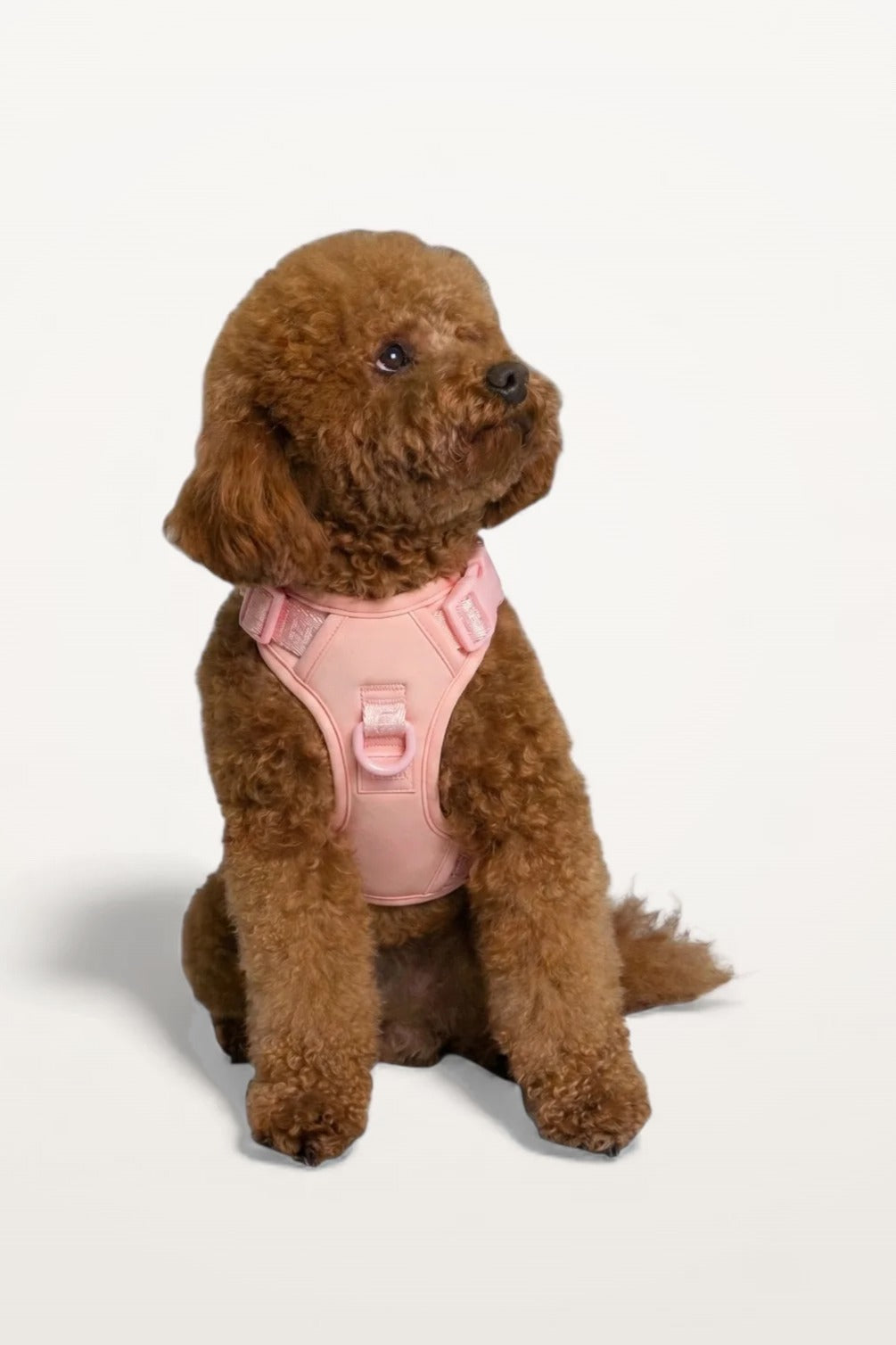 Small brown poodle wearing a Blush Pink Lulu’s from Cali dog harness, front view