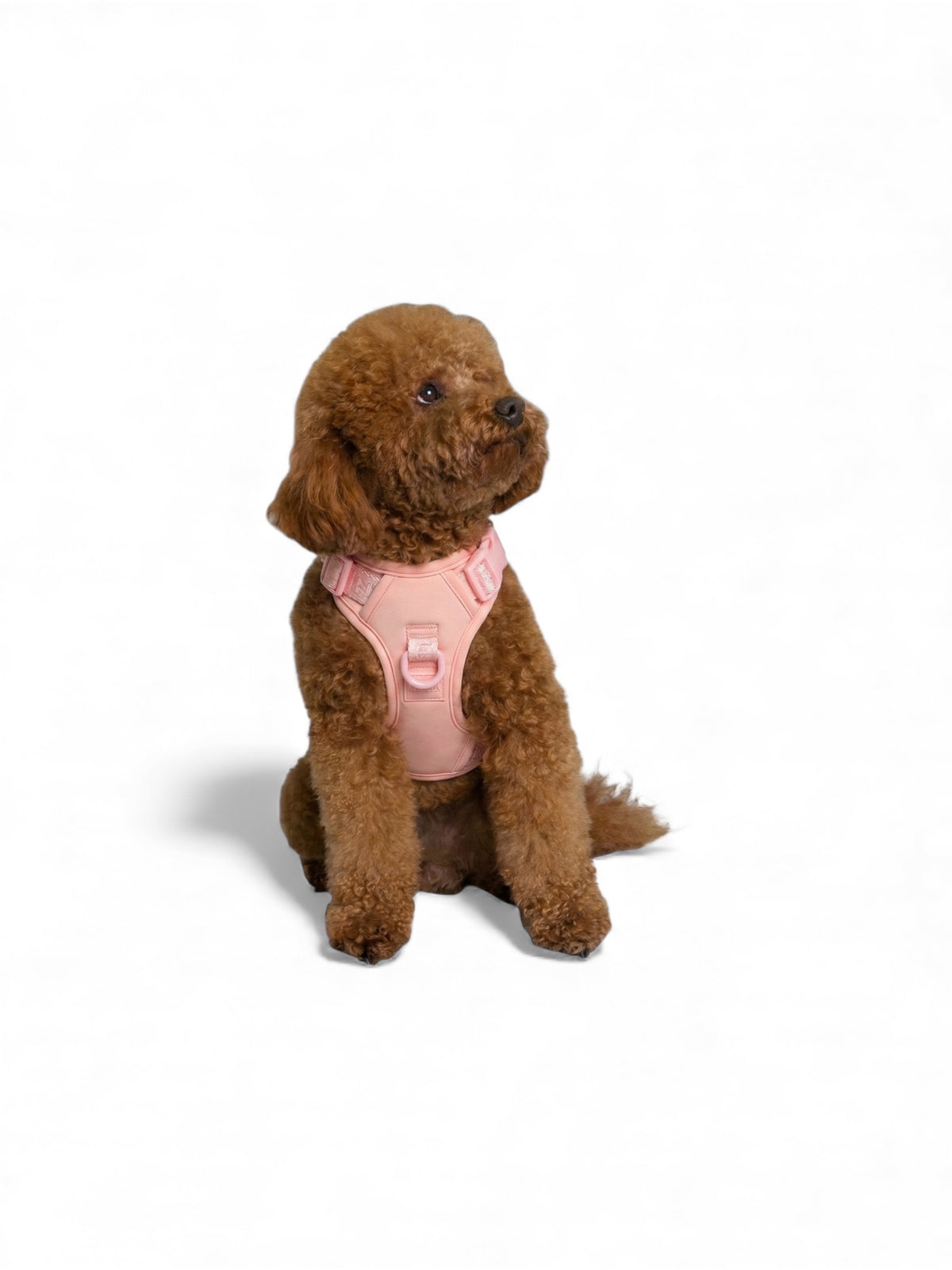 Brown dog wearing a Blush Pink adjustable dog harness on a white background.