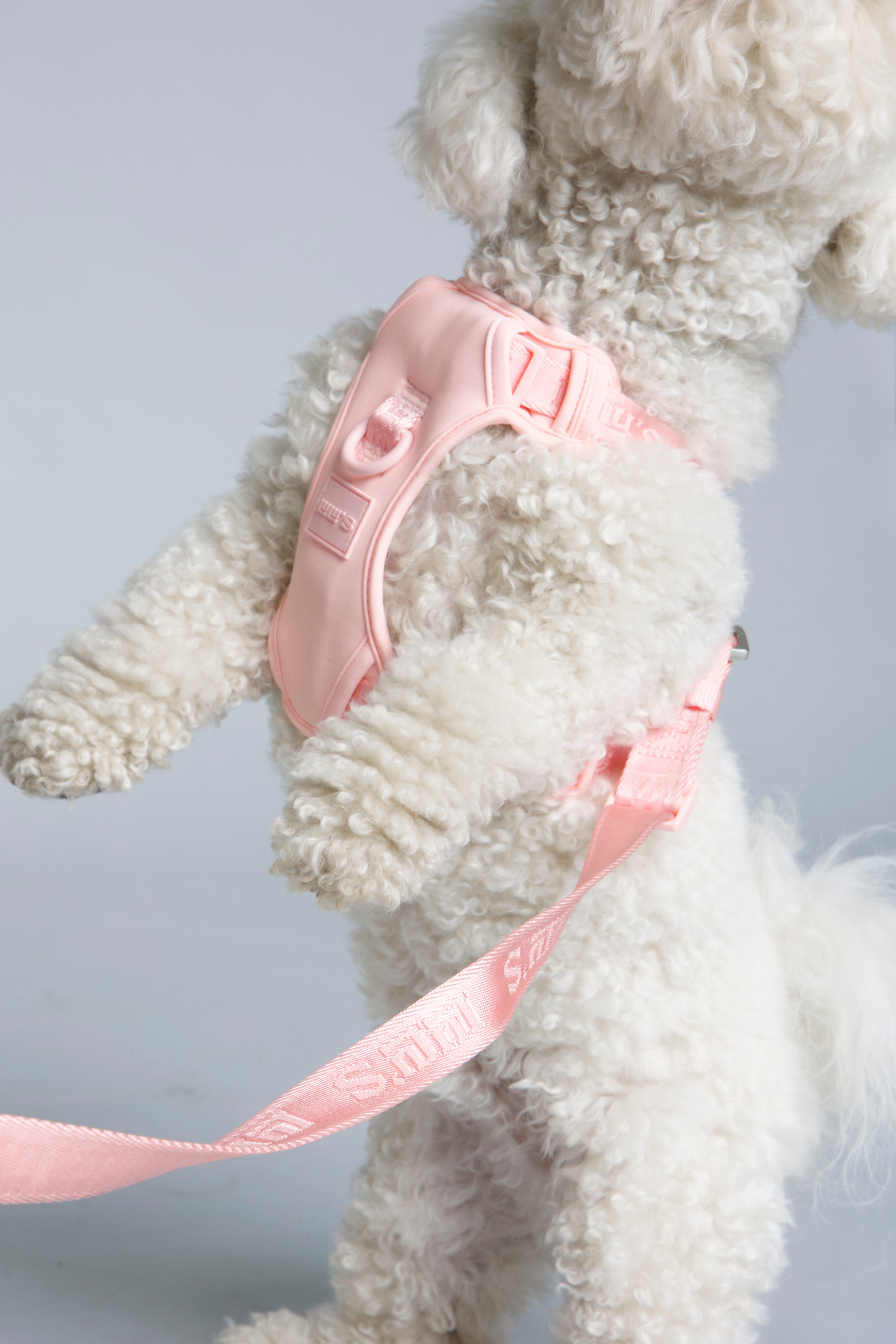White fluffy dog with a Lulu’s from Cali Blush Pink dog leash.