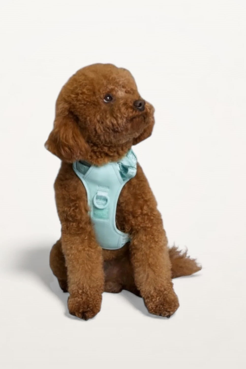 Small brown poodle wearing a Cali Blue Lulu’s from Cali dog harness, front view