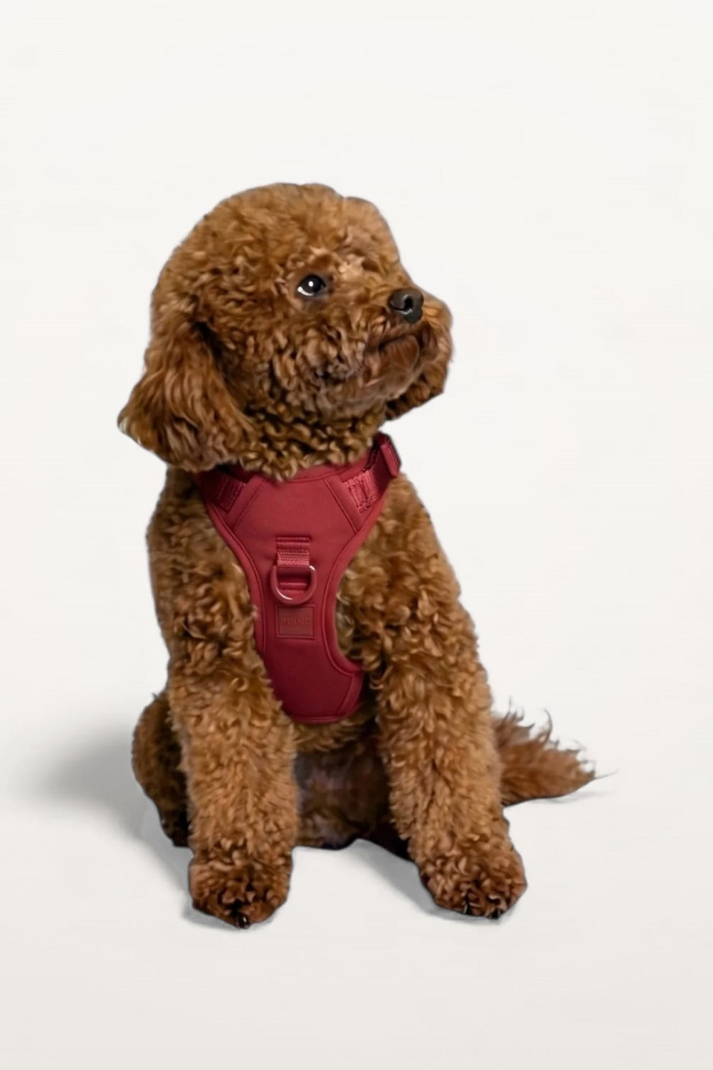 Small brown poodle wearing a Cherry Red Lulu’s from Cali dog harness, front view