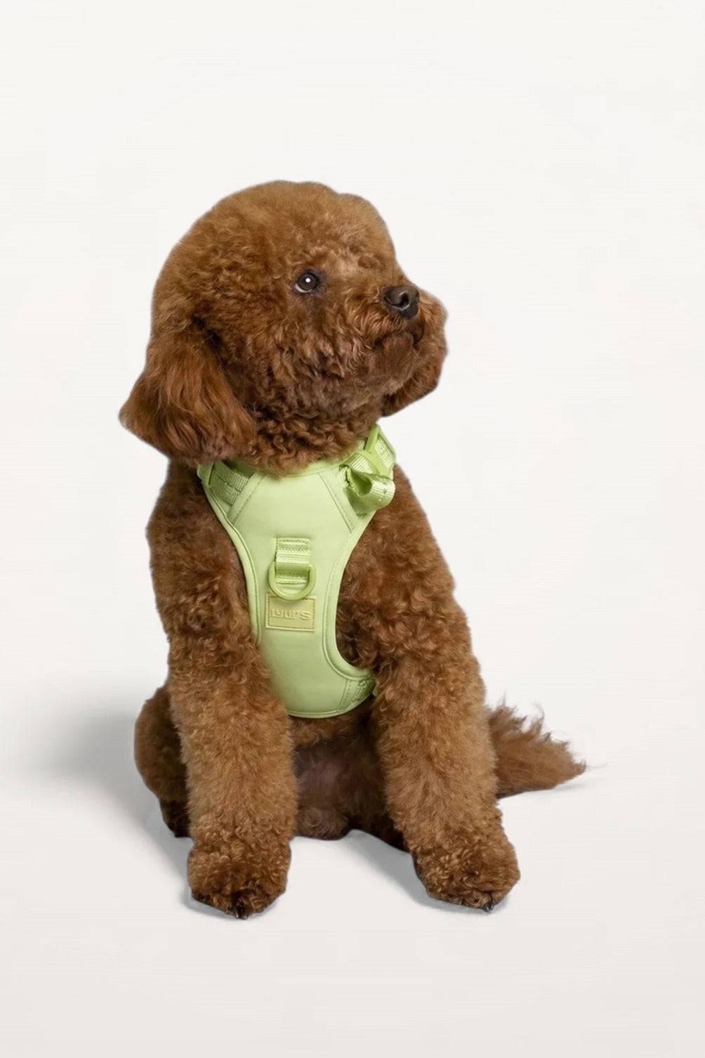 Small brown poodle wearing a Matcha Green Lulu’s from Cali dog harness, front view