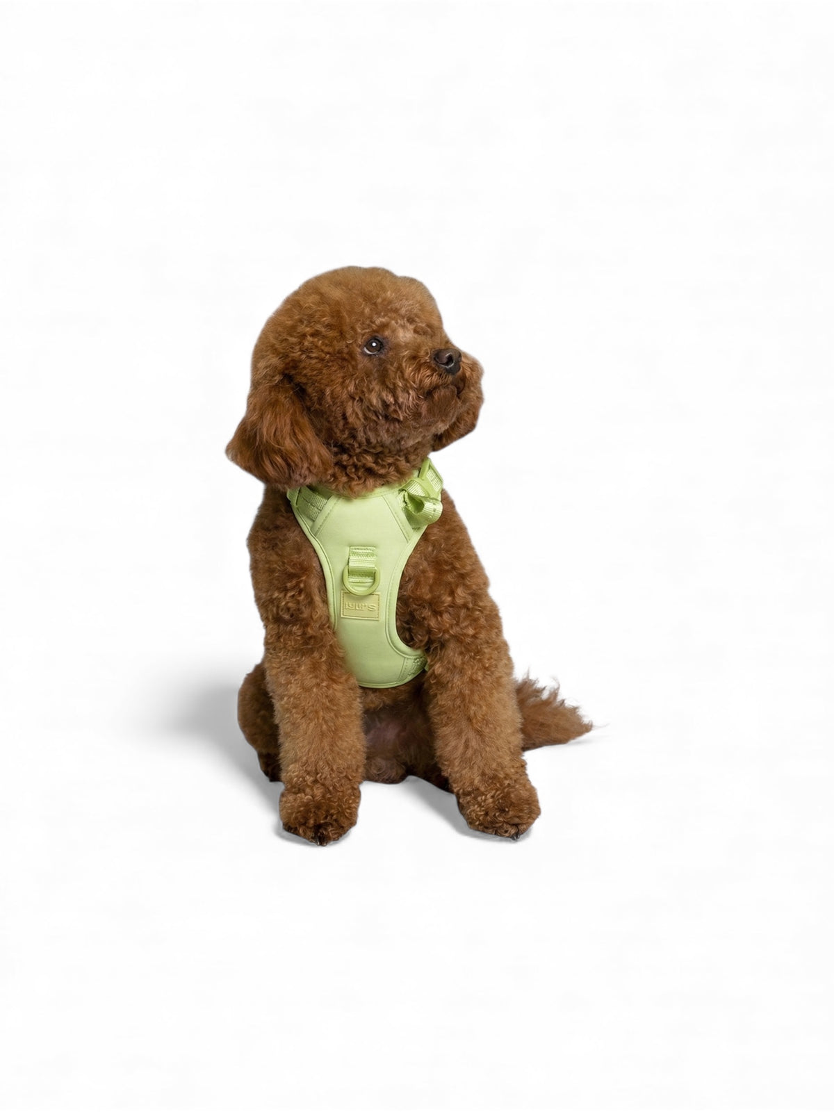 Small brown dog wearing a Matcha Green Lulu’s from Cali harness, showcasing the comfortable fit, adjustable straps, and breathable design.