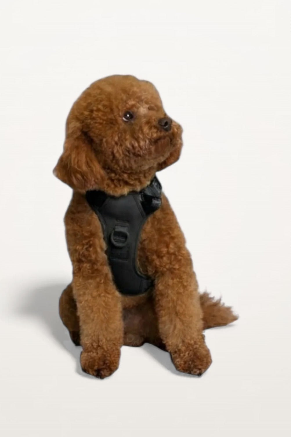 Small brown poodle wearing a Midnight Black Lulu’s from Cali dog harness, front view