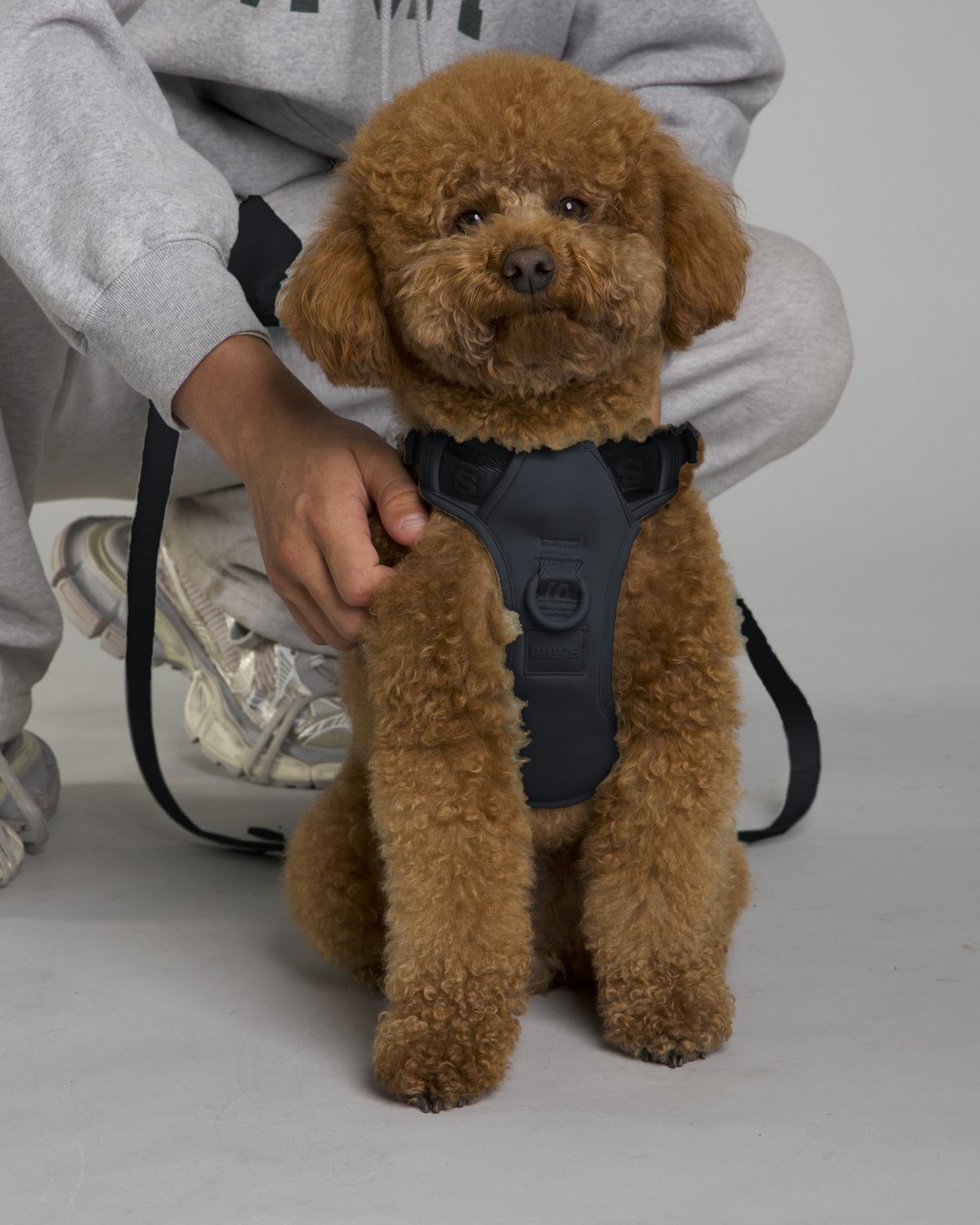 Lulu the poodle wearing the Midnight Black LULU’S from Cali dog harness with matching leash and pouch