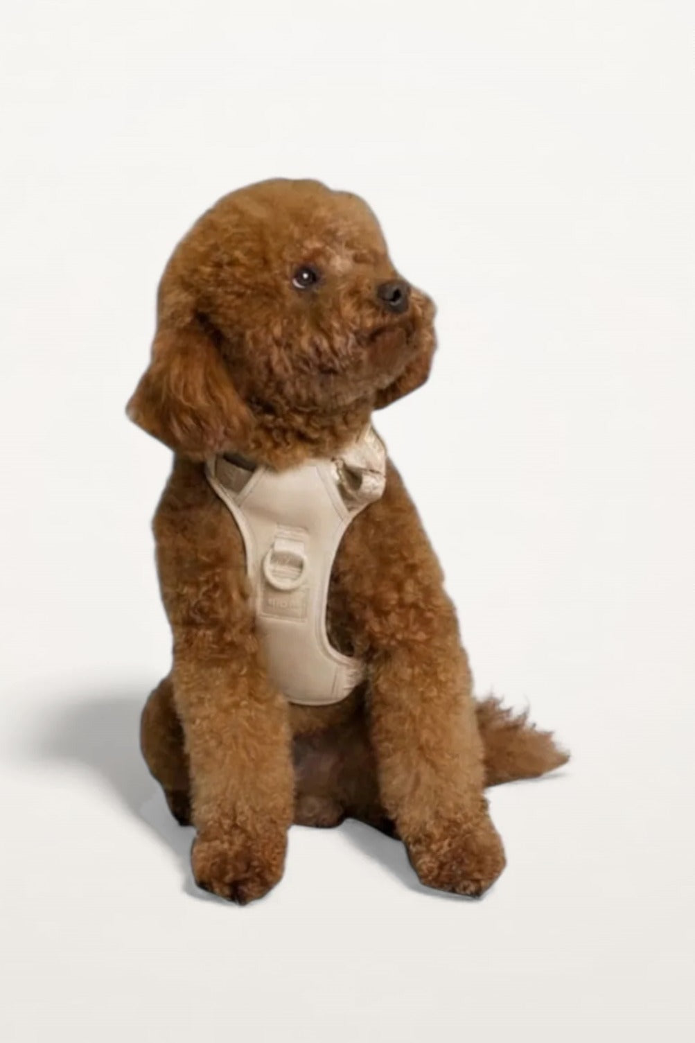 Small brown poodle wearing an Oat Beige Lulu’s from Cali dog harness, front view