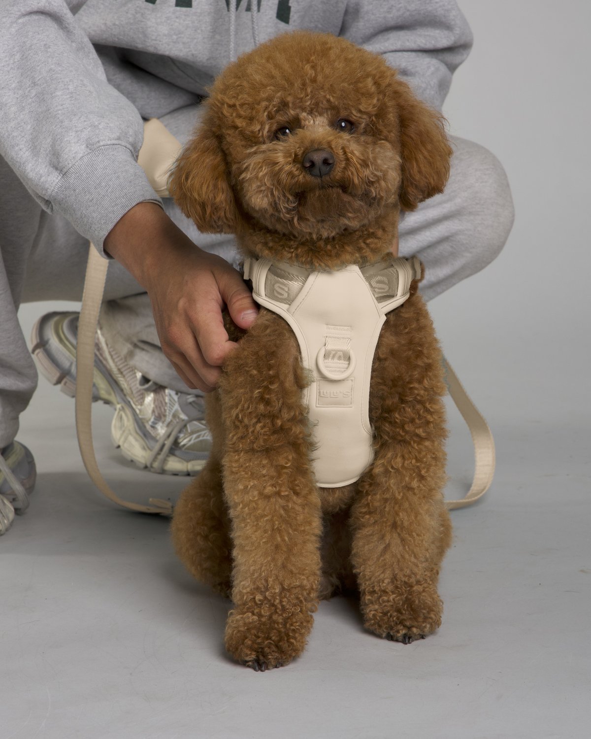 Lulu the poodle wearing the Oat Beige LULU’S from Cali dog harness with matching leash and pouch