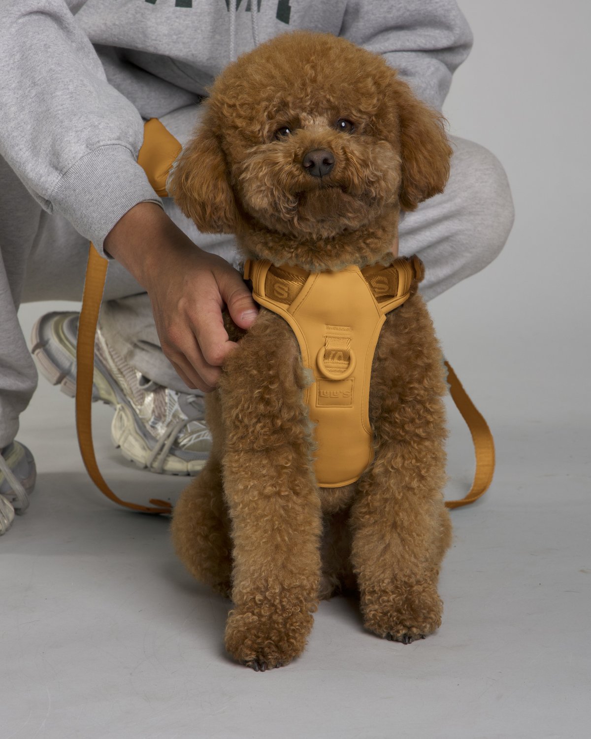 Lulu the poodle wearing the Sand Orange LULU’S from Cali dog harness with matching leash and pouch