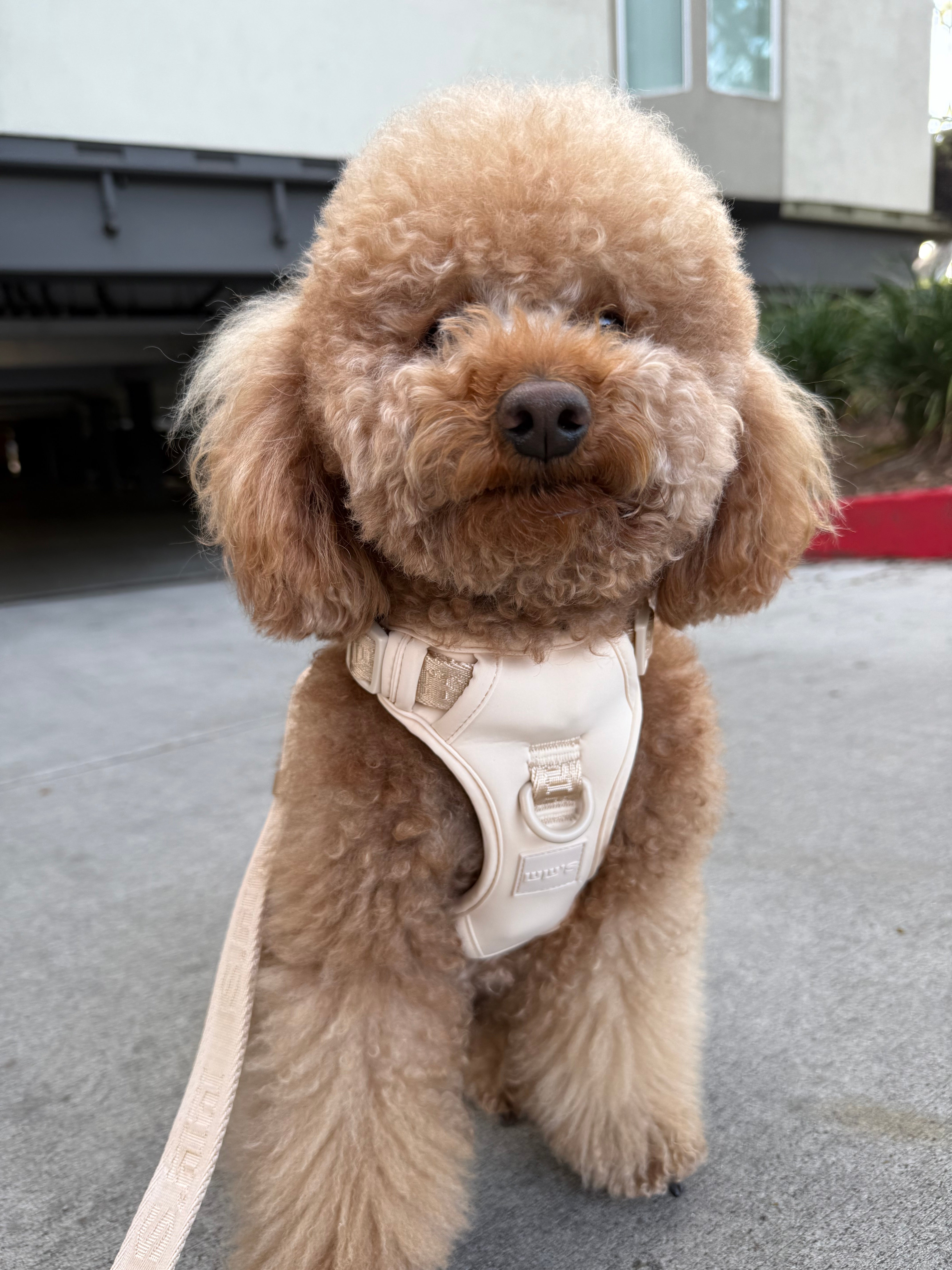 Hands-free Dog Walking Set - (Thin or Thick Leash)