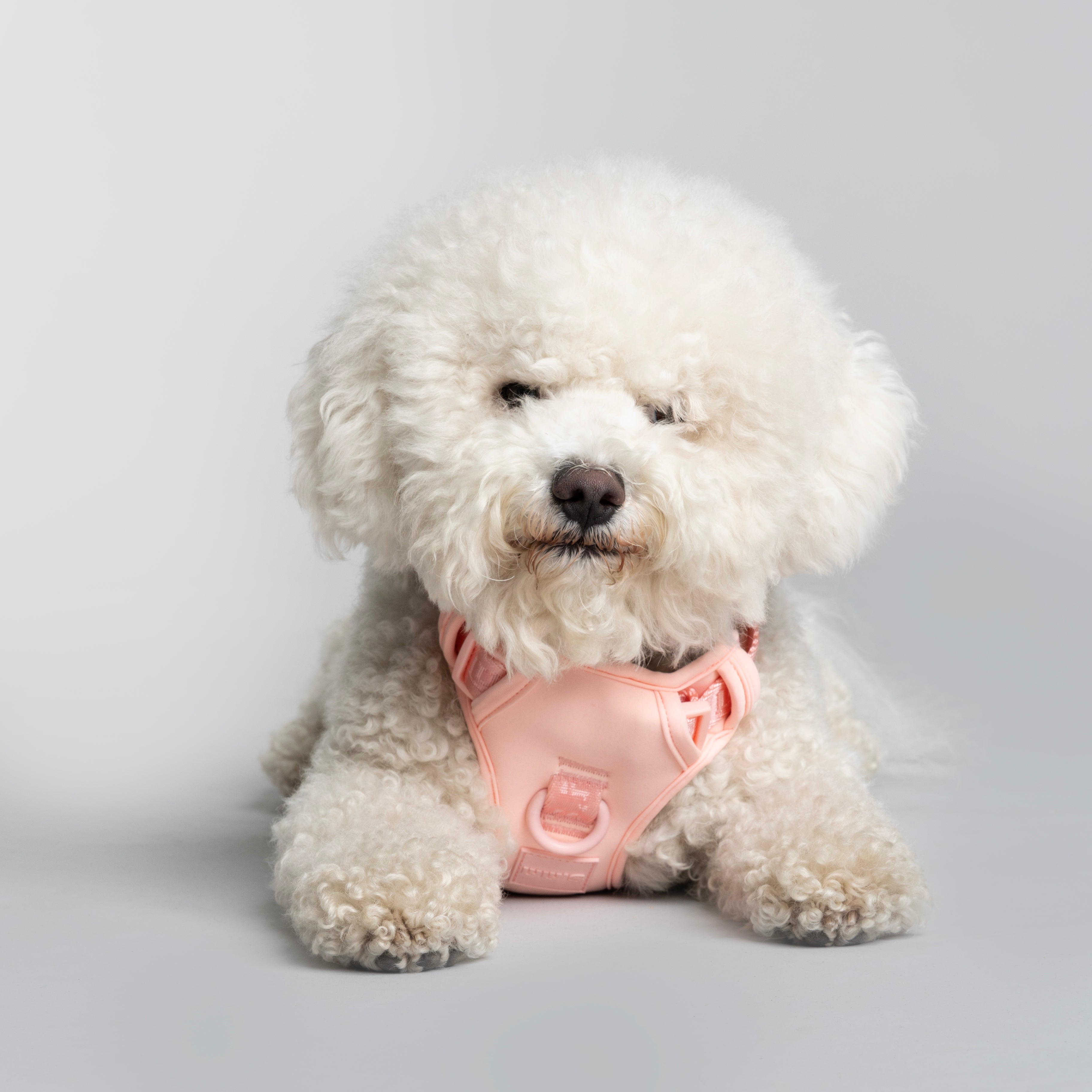  a fluffy white dog with a curly coat, lying down on a light gray surface. The dog is wearing a Blush Pink harness from Lulu's brand, which fits comfortably around its body. The dog has a calm and relaxed expression, looking directly at the camera. The background is plain and light, ensuring that the focus remains on the dog and its harness