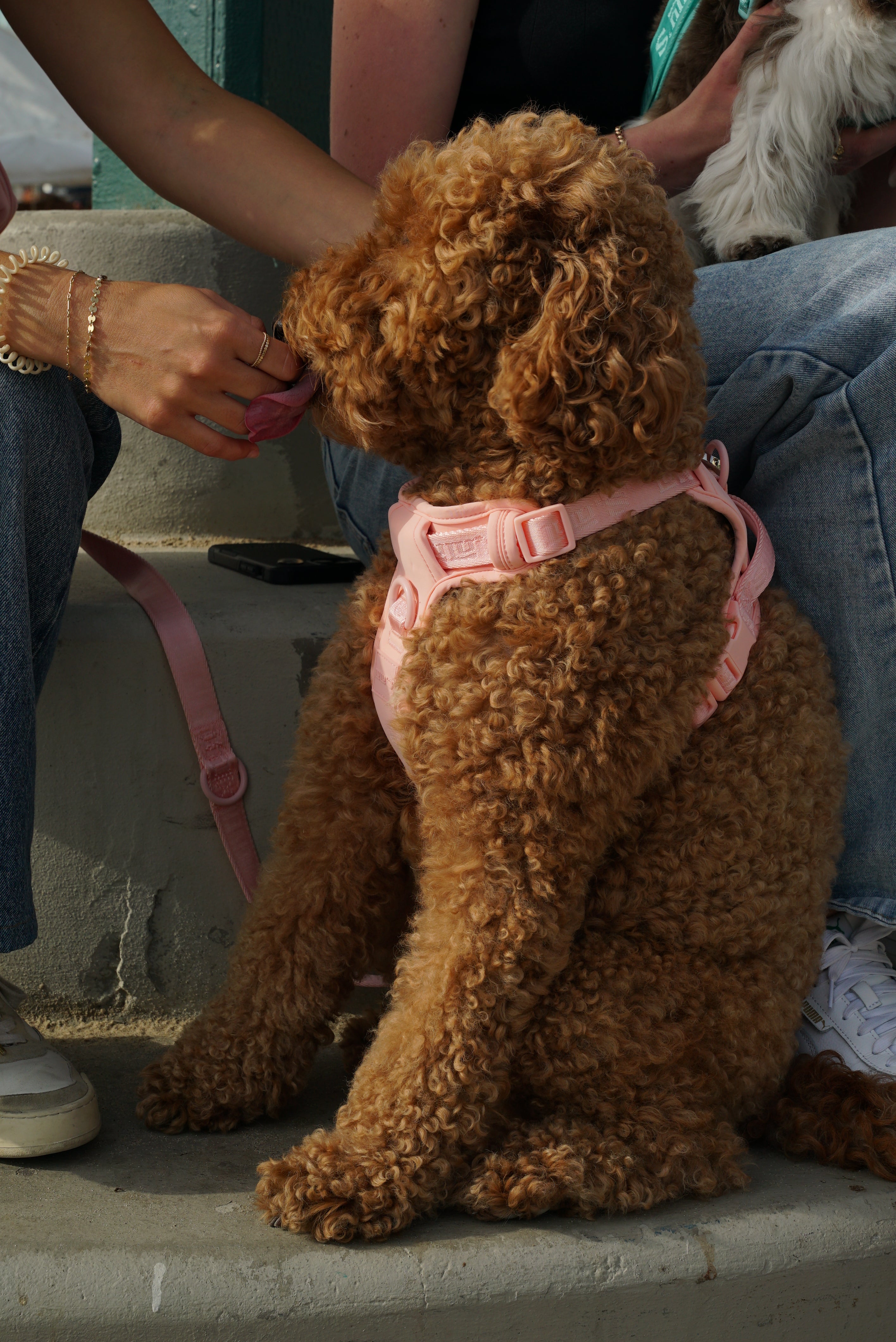 Curly brown doodle dog sitting on concrete steps wearing a blush pink harness from Lulu’s from Cali, surrounded by people during a casual outdoor moment.