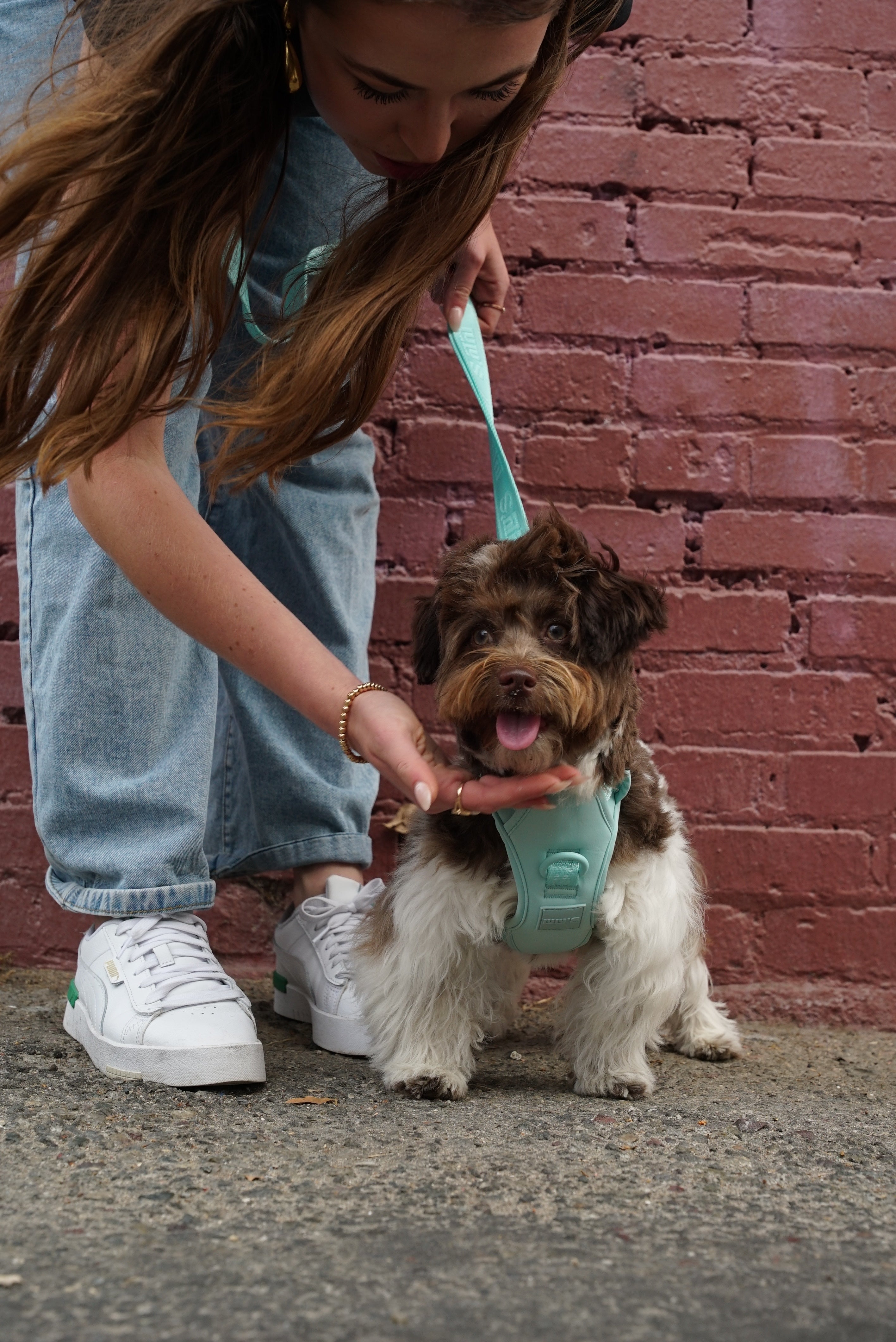  fluffy dog with a curly brown and white coat, wearing a Cali Blue harness. The dog is standing on a concrete sidewalk in front of a red brick wall. A person, wearing light blue jeans and white sneakers, is bending down to pet the dog. The person is holding the matching Cali Blue leash and gently touching the dog's chin. The dog appears happy with its tongue out and is looking directly at the camera. The overall scene conveys a sense of affection and companionship between the person and the dog