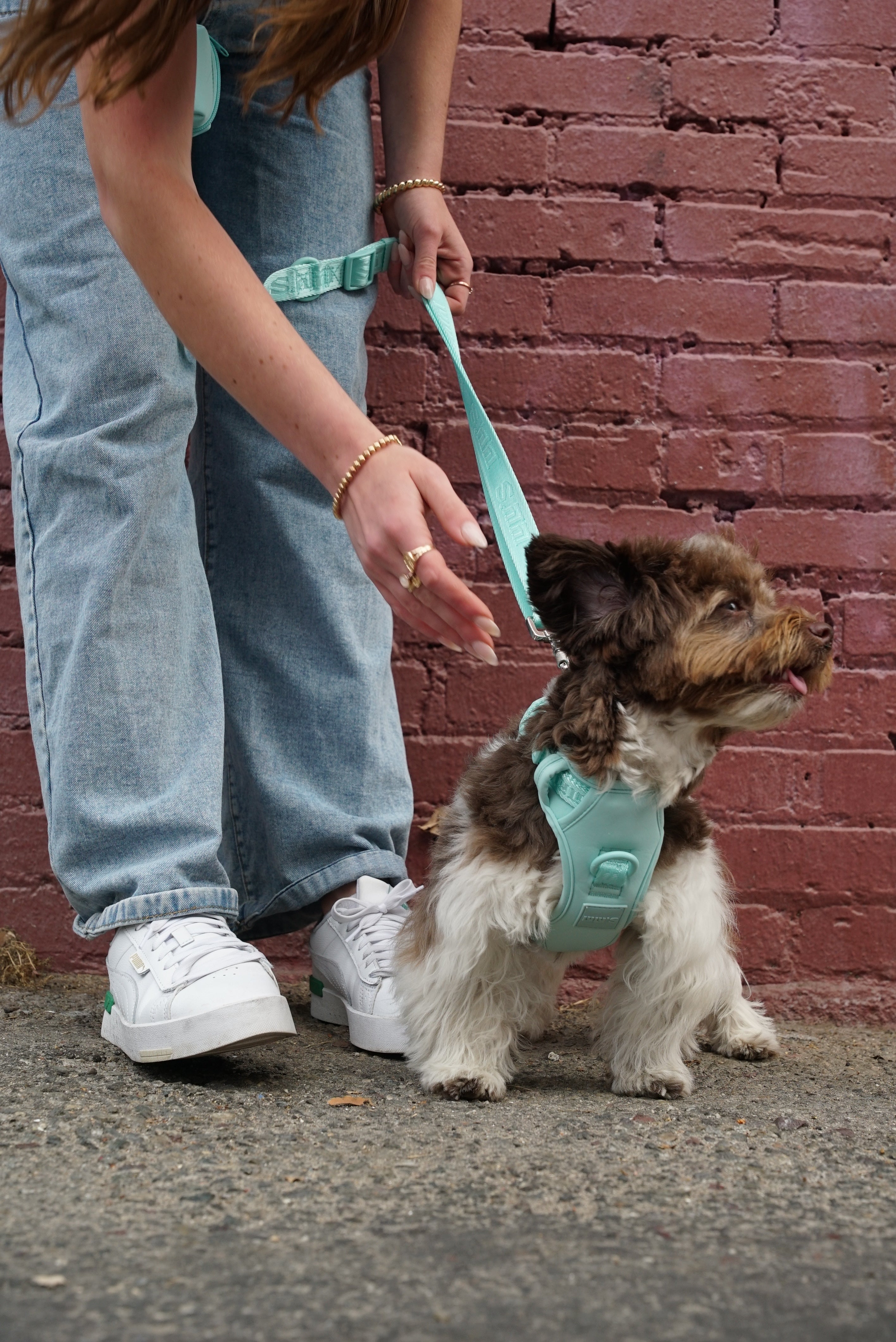 a small, fluffy dog with a curly brown and white coat wearing a Cali Blue harness and leash from Lulu's brand. The dog is standing on a concrete sidewalk in front of a red brick wall, facing to the right with its tongue out. A person, dressed in light blue jeans and white sneakers, is bending down and holding the leash, guiding the dog gently by the harness. The scene conveys a sense of gentle control and interaction between the person and the dog