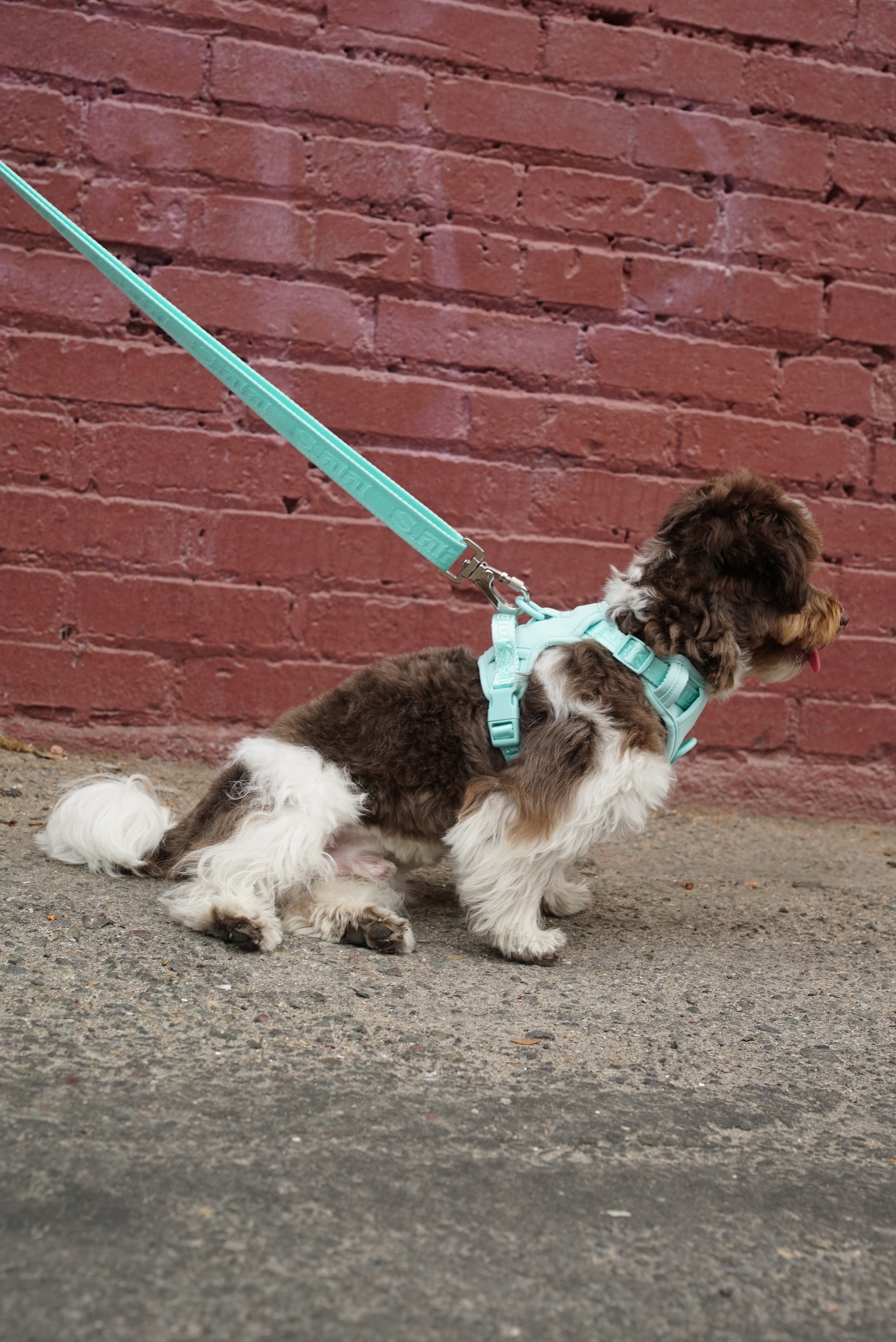 fluffy dog with a curly brown and white coat, wearing a Cali Blue harness. The dog is positioned in a sitting posture on a concrete sidewalk, facing to the right. The leash, matching the Cali Blue harness, is taut, suggesting the dog is being held back or is eager to move. The background consists of a red brick wall. The dog looks alert and has its tongue slightly out, giving a sense of excitement or interest in something off-camera