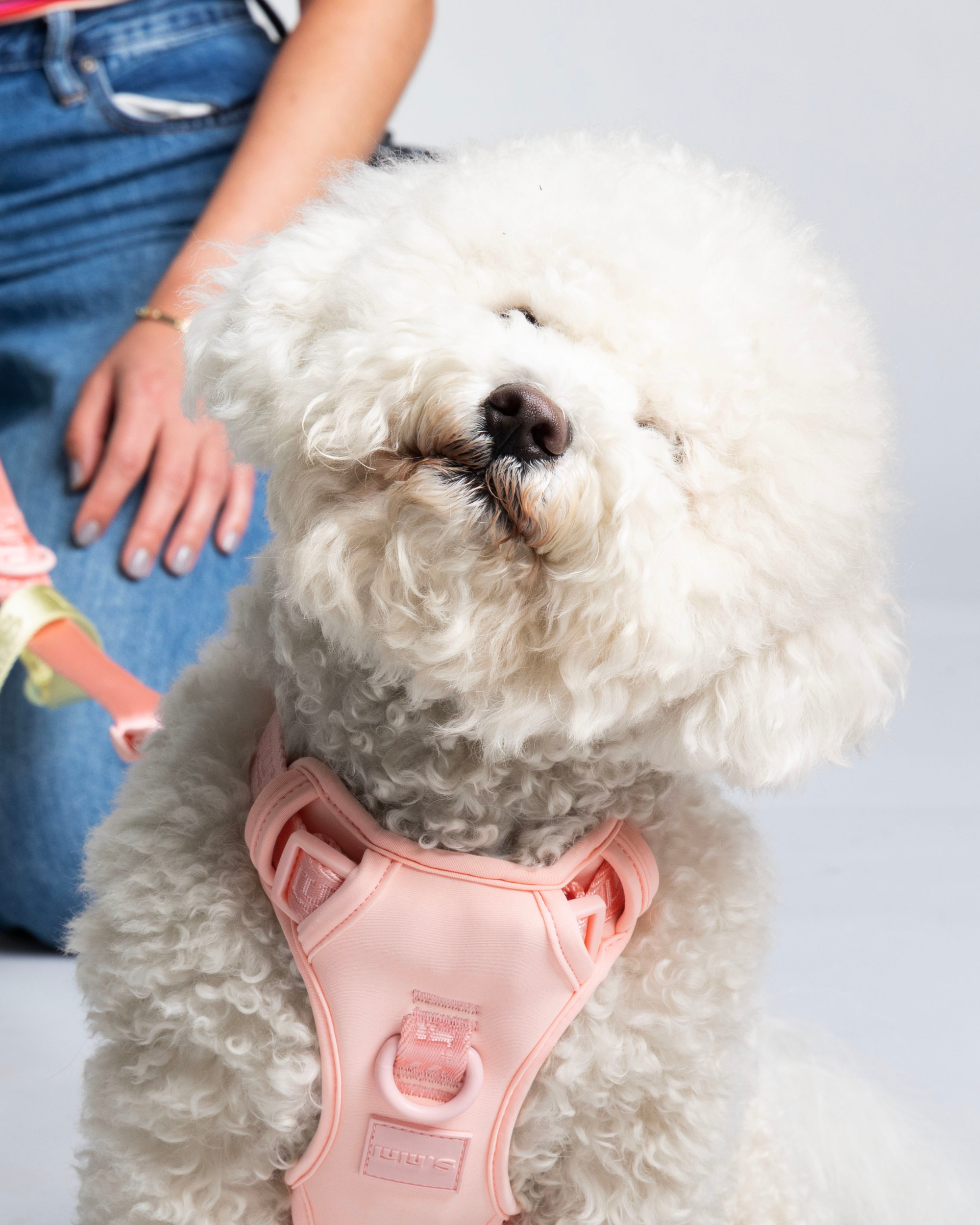 Bichon Frise wearing a Blush Pink dog harness, sitting with a person in the background against a light backdrop.