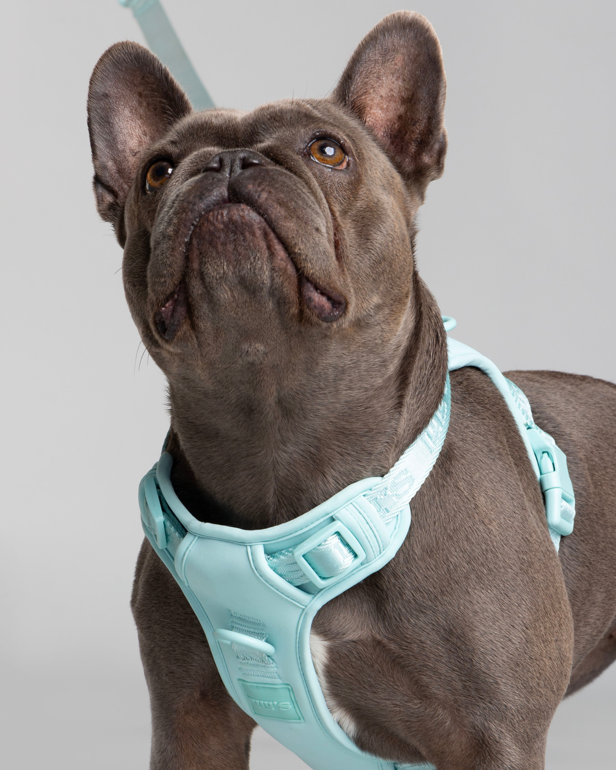 Front view of a gray dog wearing a Cali Blue dog harness, showcasing the harness's fit and design.