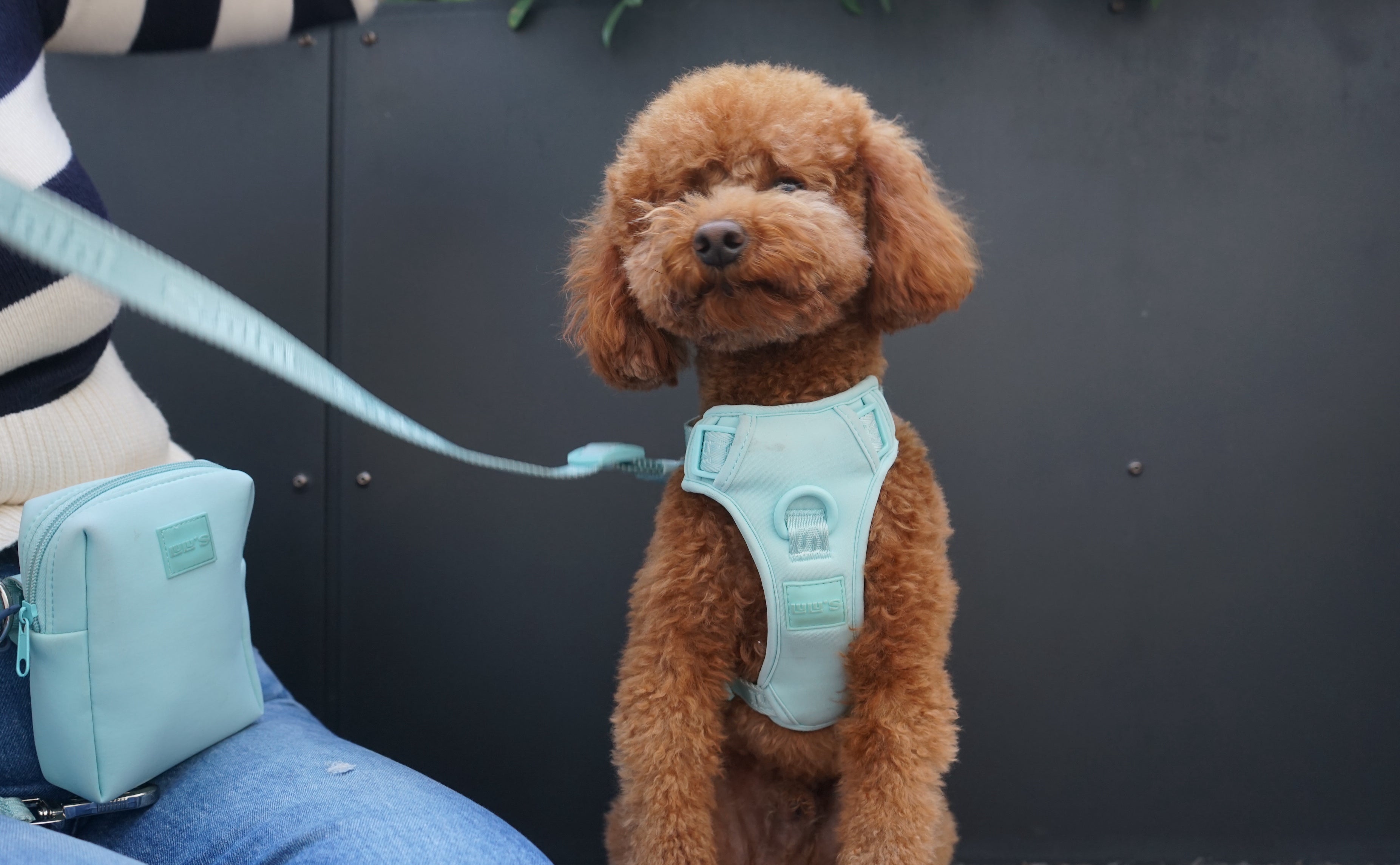 Brown curly-haired dog wearing a LULU'S Cali blue harness, sitting next to a person with a matching blue bag and leash.