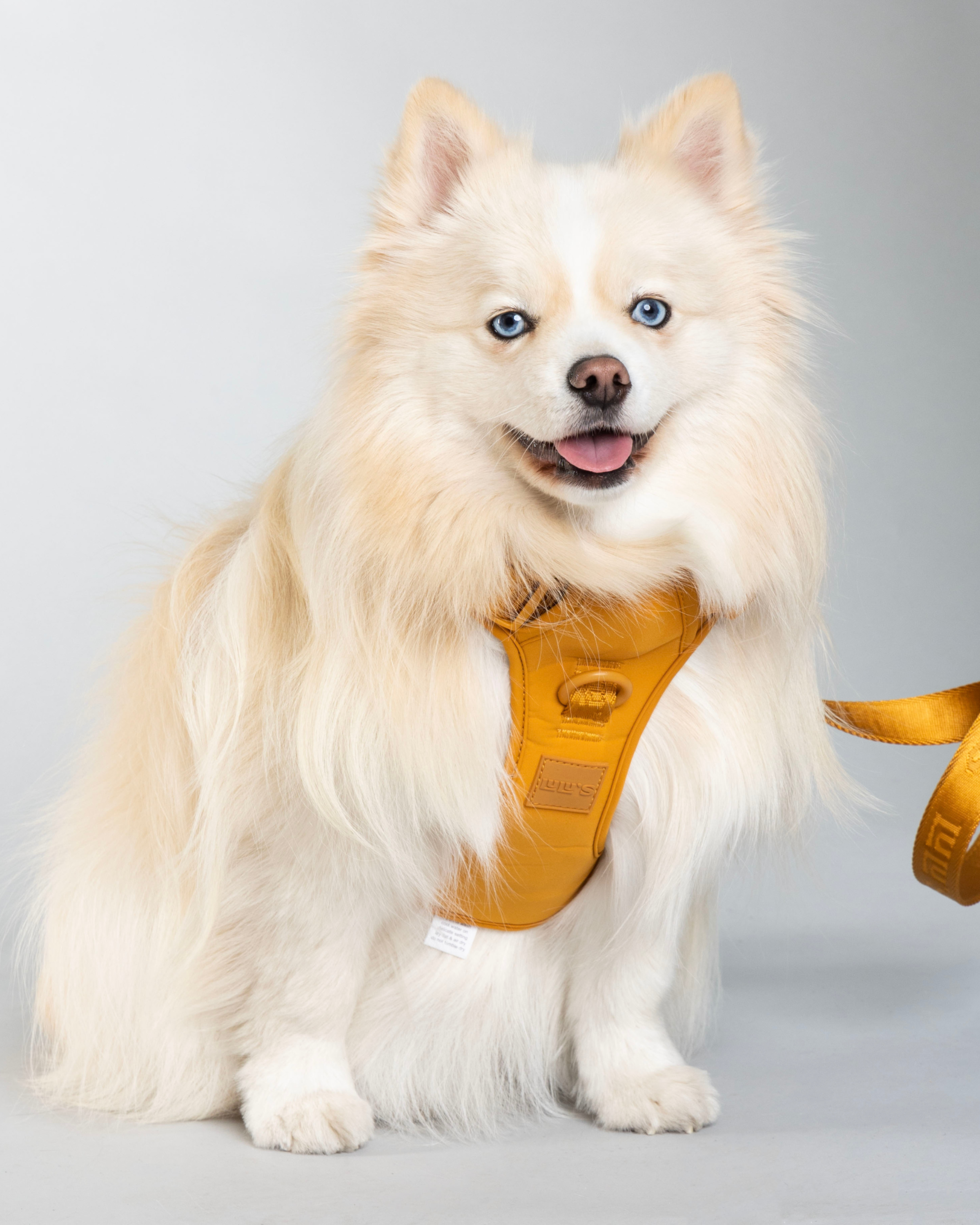 A fluffy white dog with blue eyes wearing a sunburnt orange harness and matching leash, sitting and smiling against a plain background