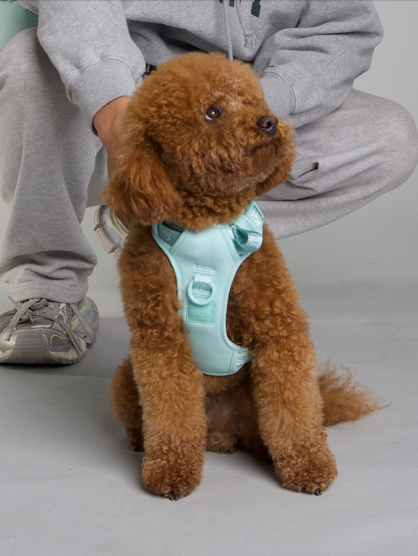 Dog Harness