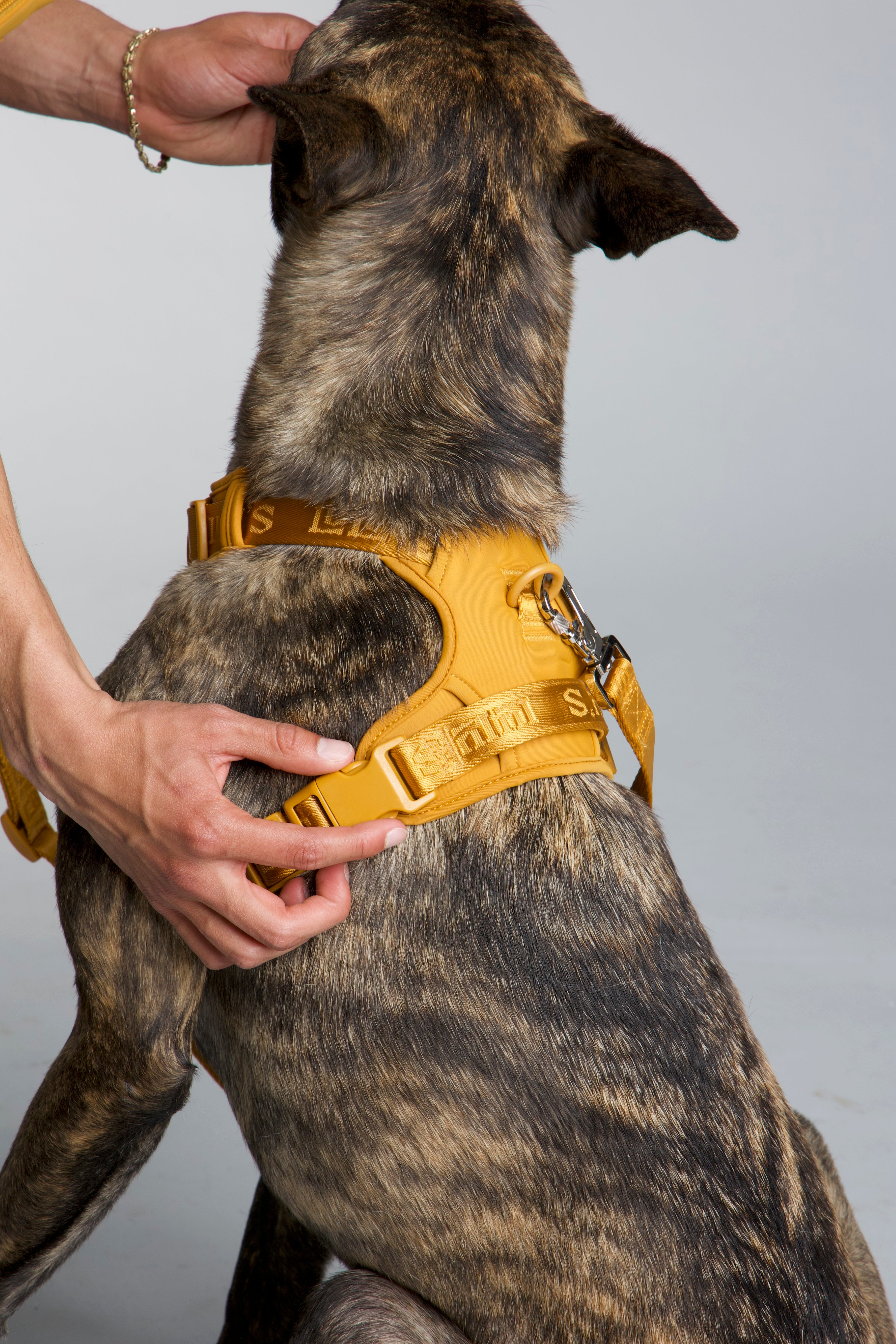 Brindle dog wearing a Sand Orange harness from Lulu’s from Cali, with a person adjusting the side strap during a studio fitting.