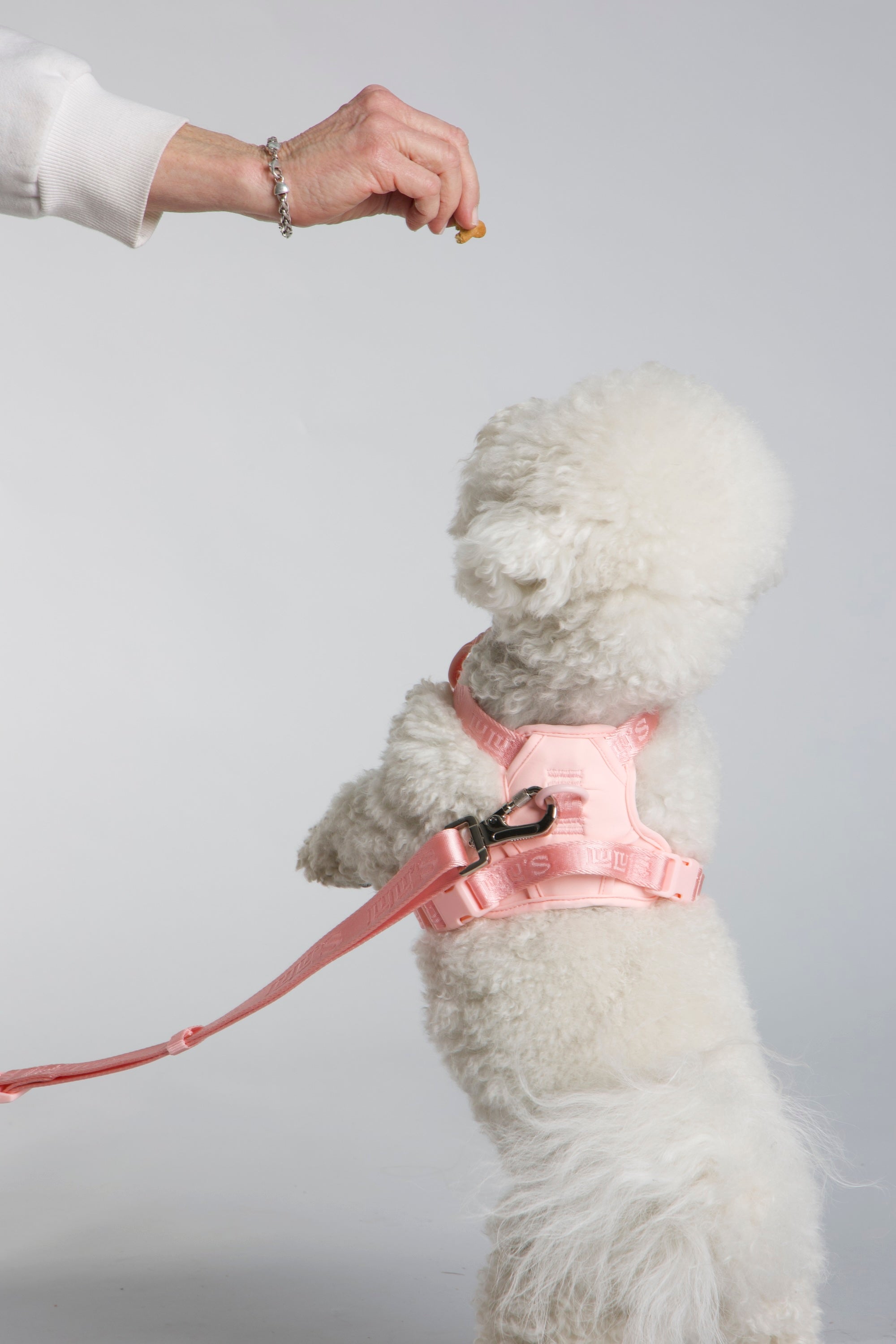 Dog Harness