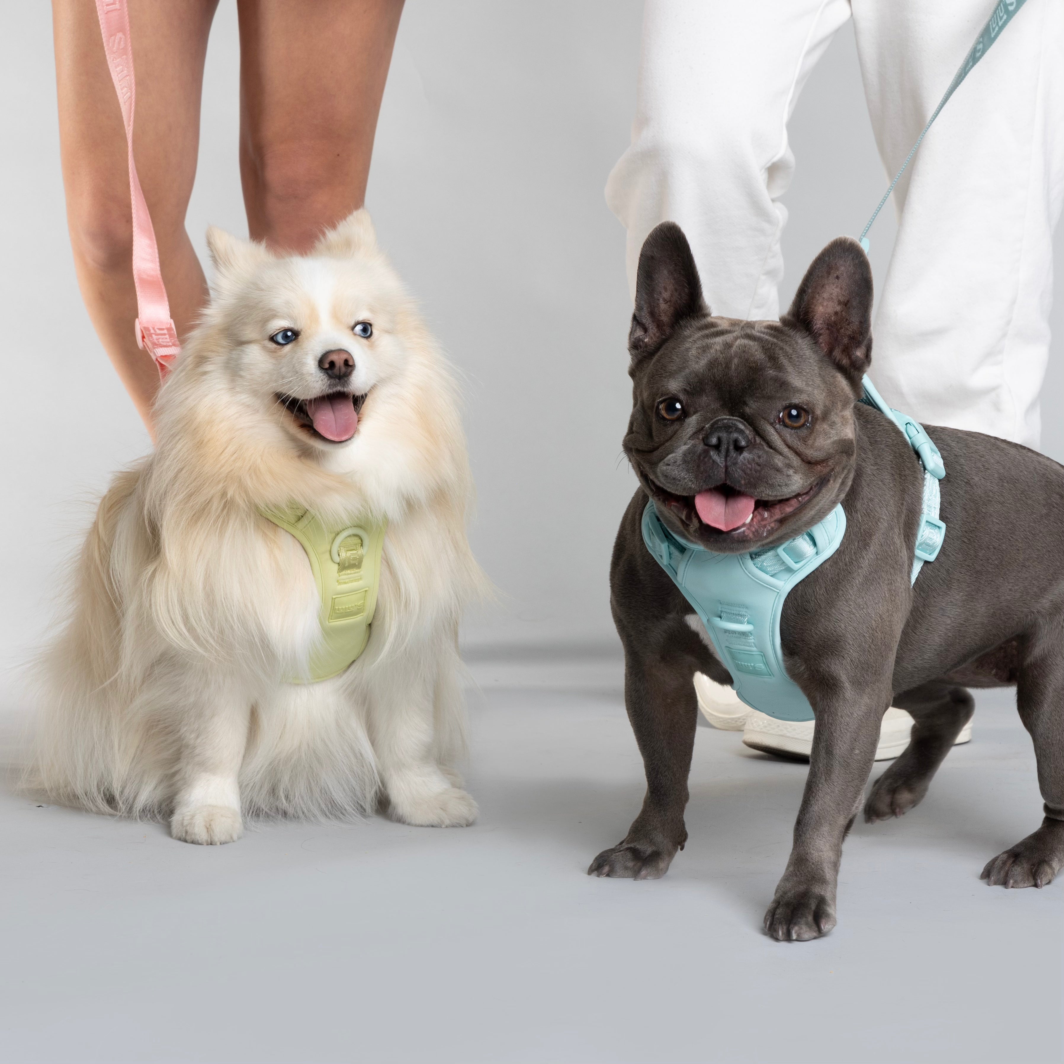 Two dogs wearing Lulu’s from Cali harnesses — a fluffy white dog in Matcha Green and a French Bulldog in Cali Blue — standing beside their owners, each connected to matching hands-free leashes.